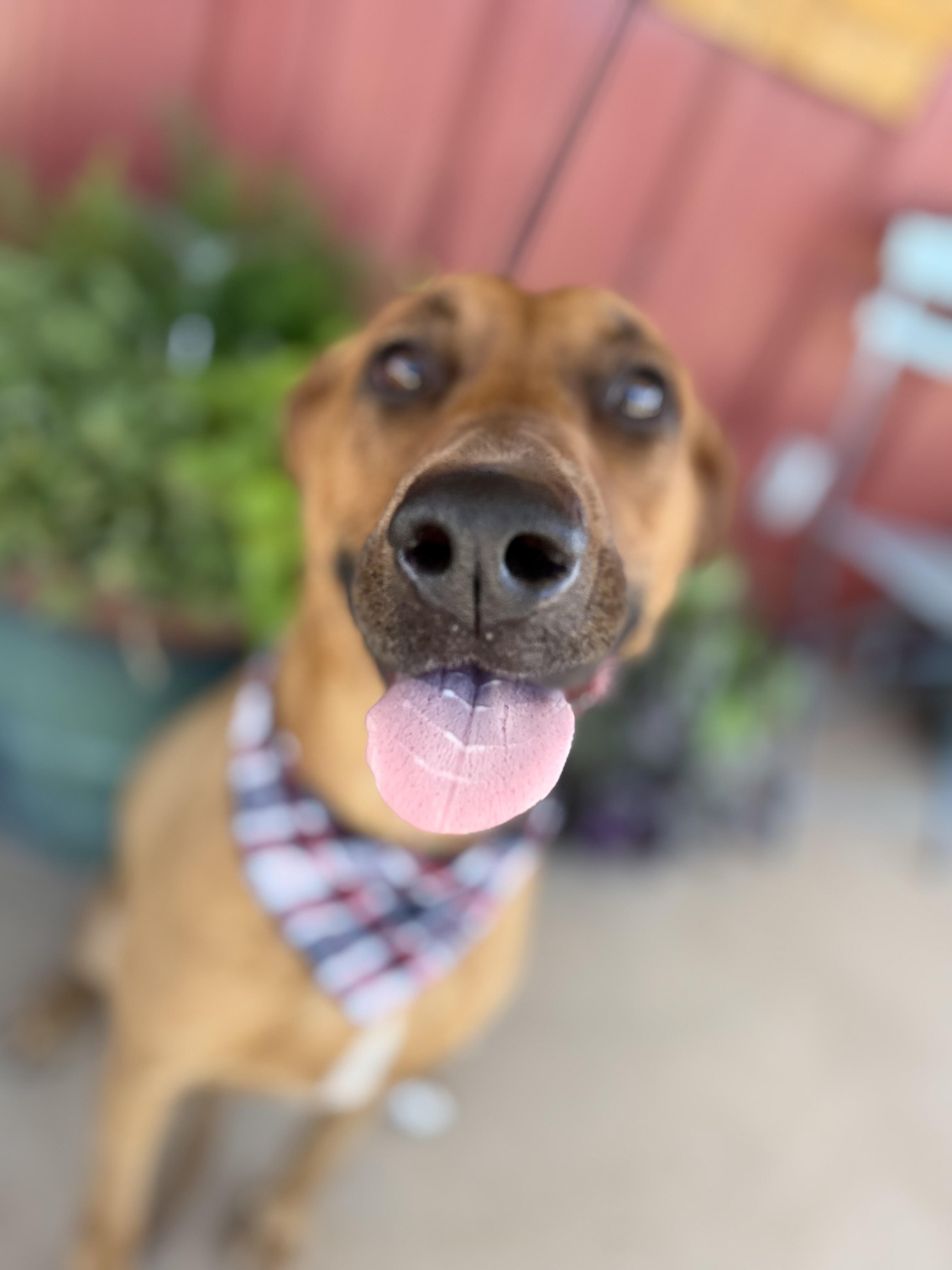 Enlarge Evie Mae, a Adoptable mixed breed in Lubbock, TX image 3/6