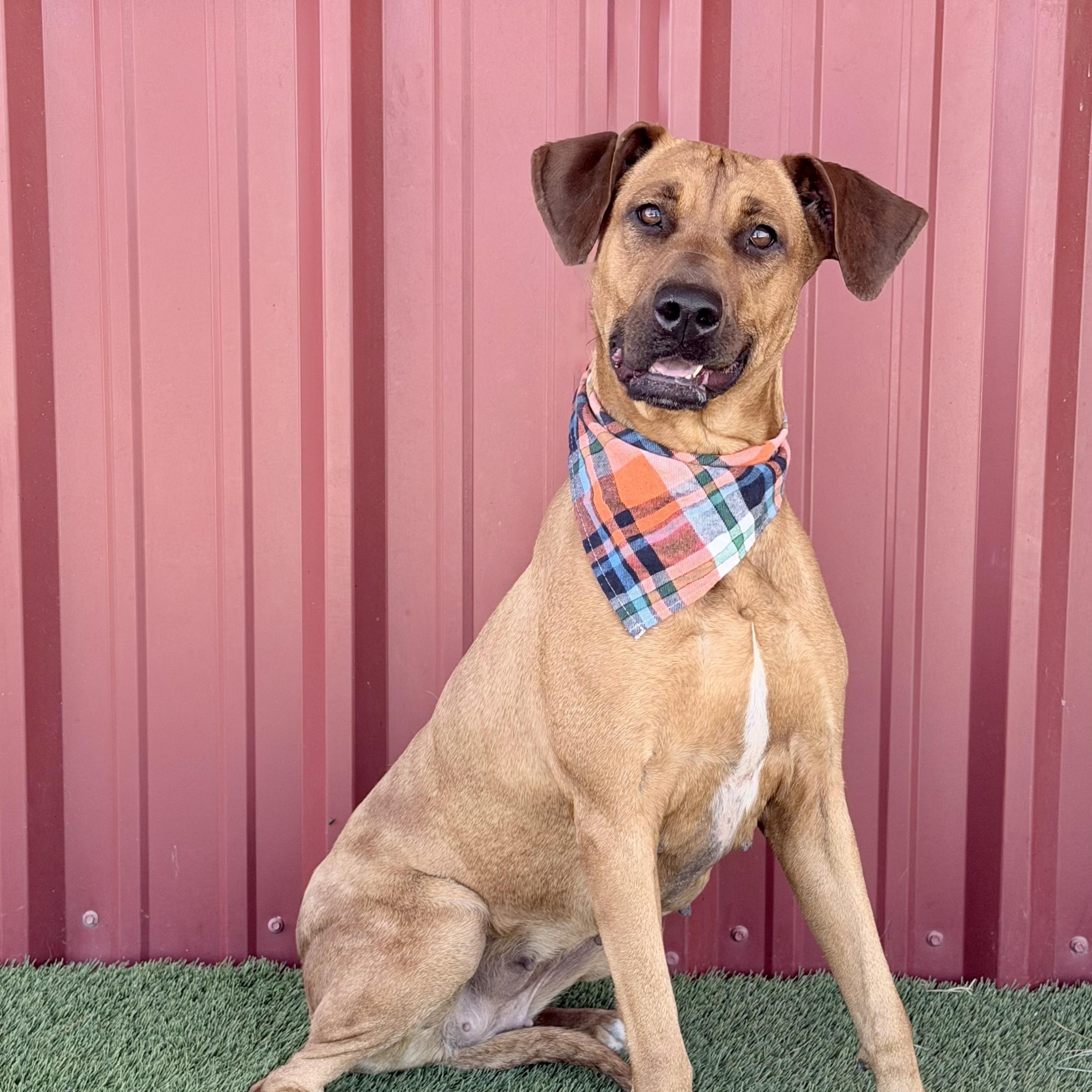 Enlarge Evie Mae, a Adoptable mixed breed in Lubbock, TX image 1/6