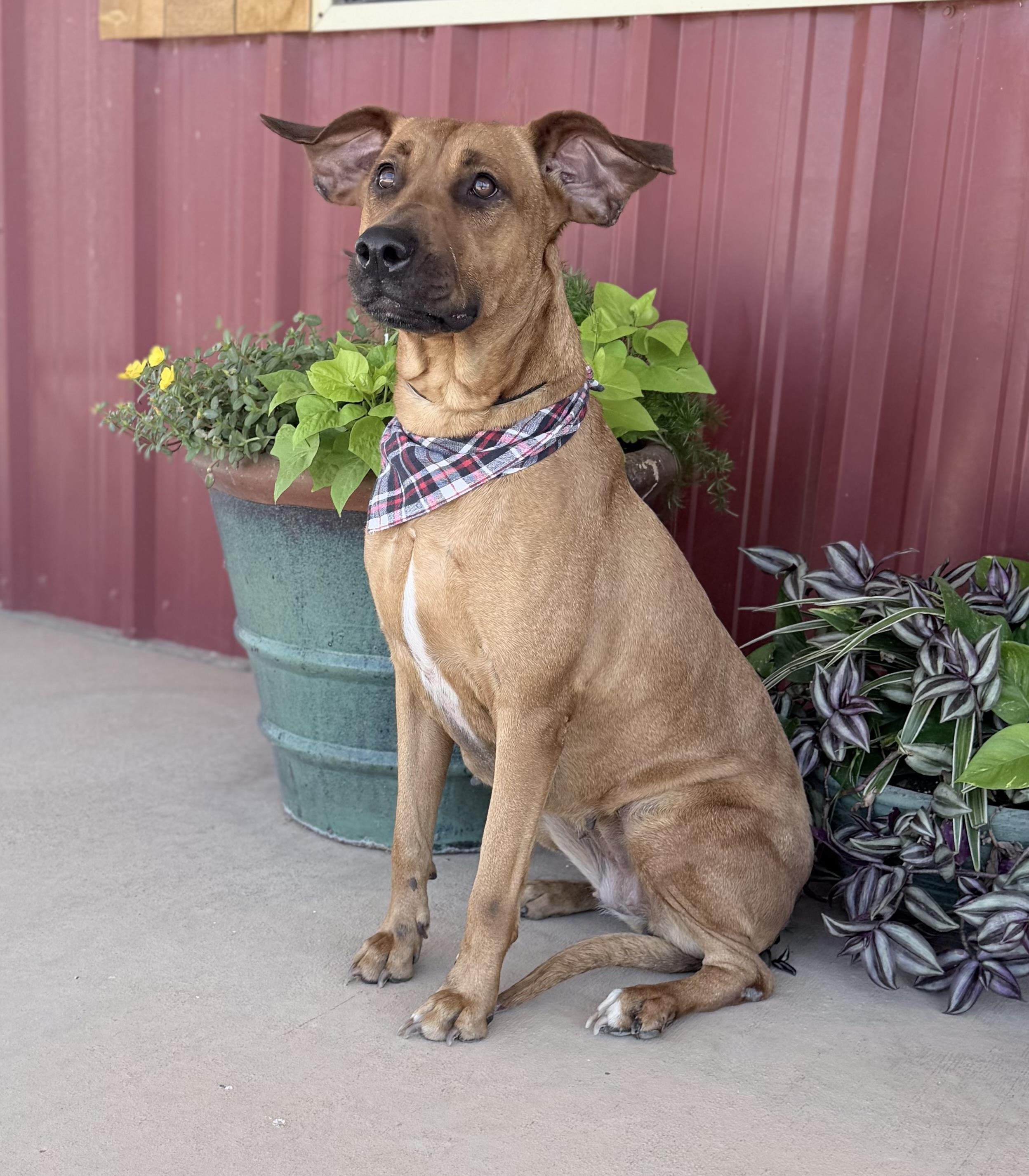Enlarge Evie Mae, a Adoptable mixed breed in Lubbock, TX image 2/6