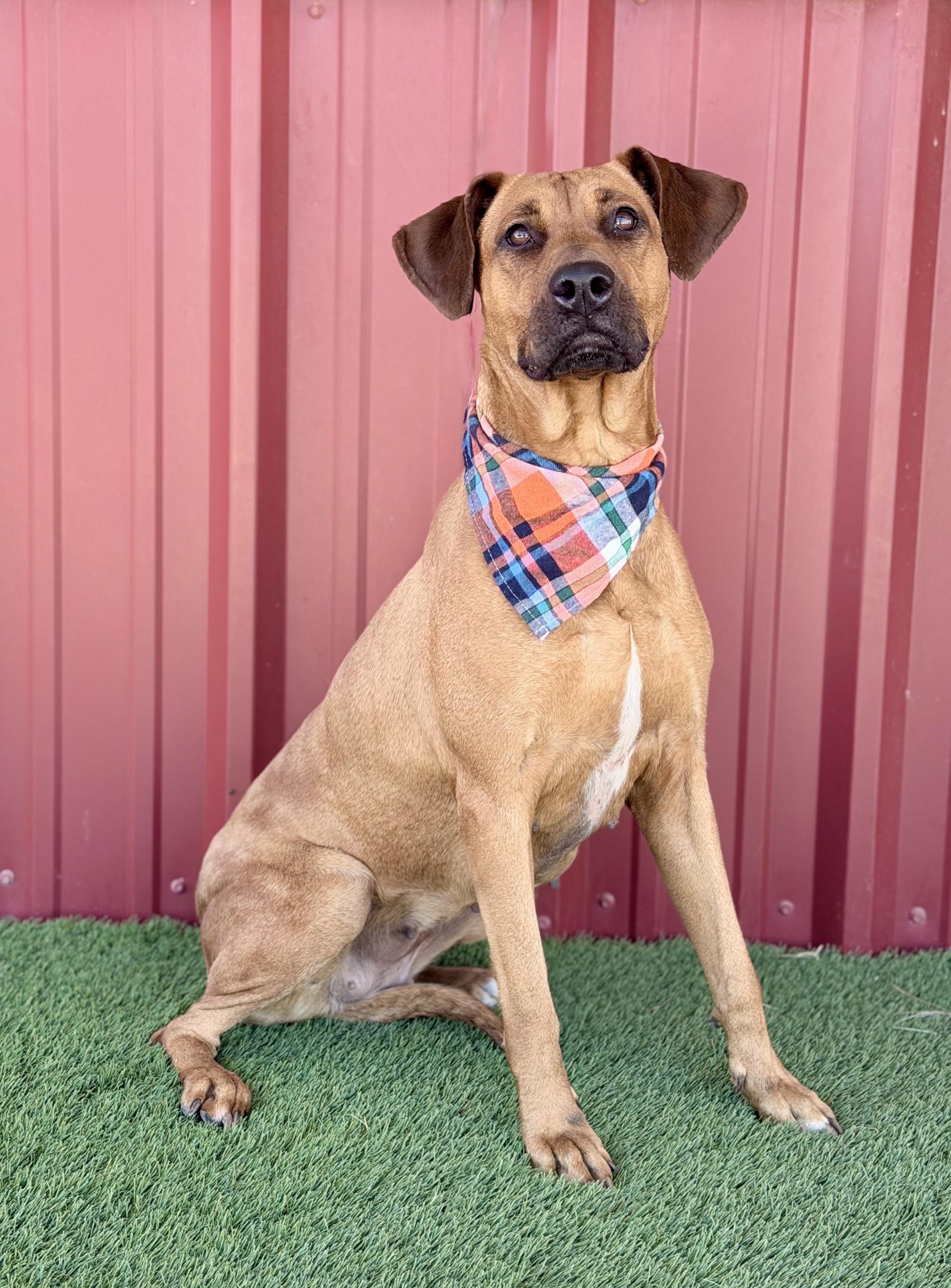 Enlarge Evie Mae, a Adoptable mixed breed in Lubbock, TX image 4/6