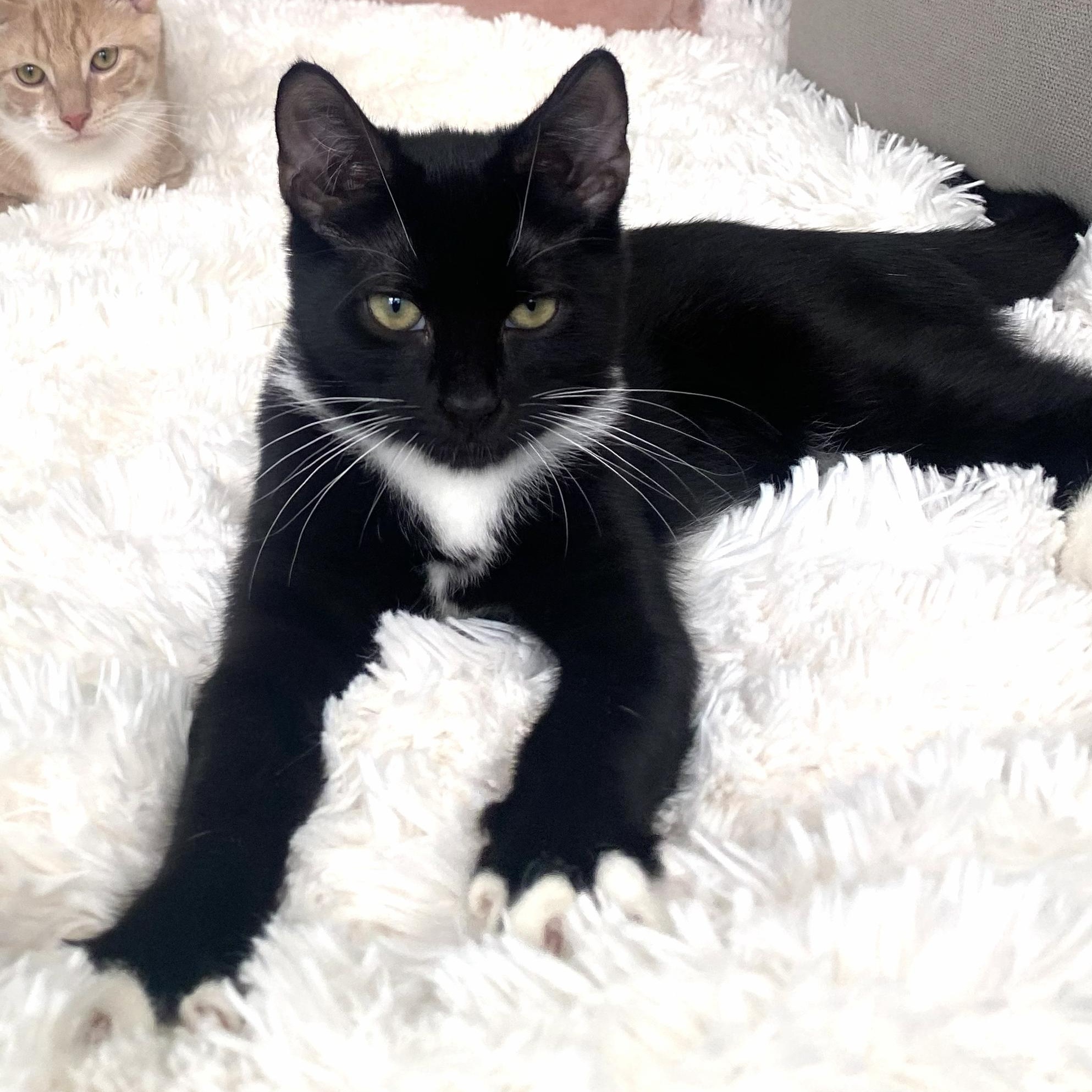 Enlarge Paula, a Adoptable Domestic Short Hair in West Orange, NJ image 2/4