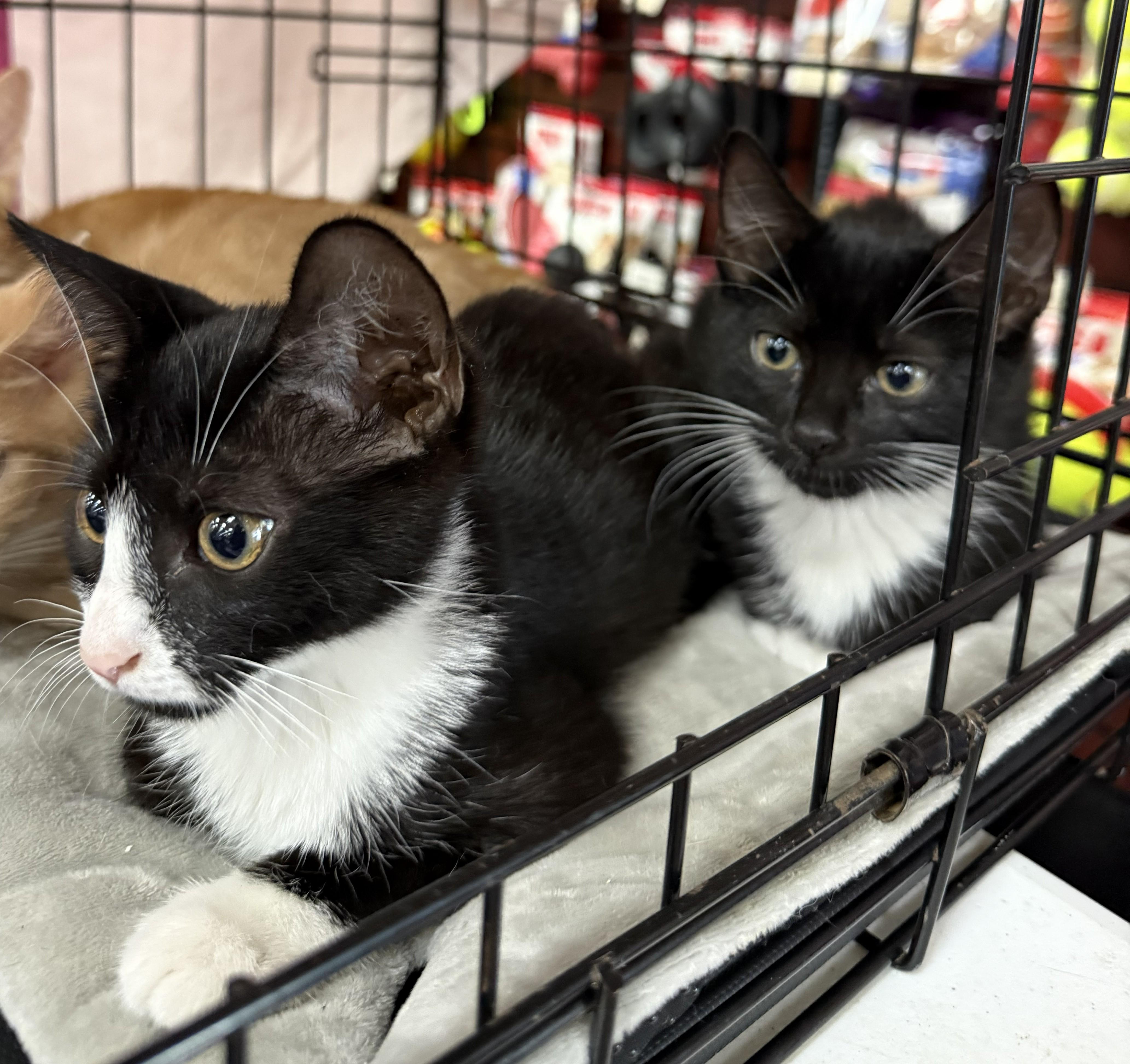 Paula and Pietra, a ADOPTABLE Domestic Short Hair in West Orange, NJ image 2/4