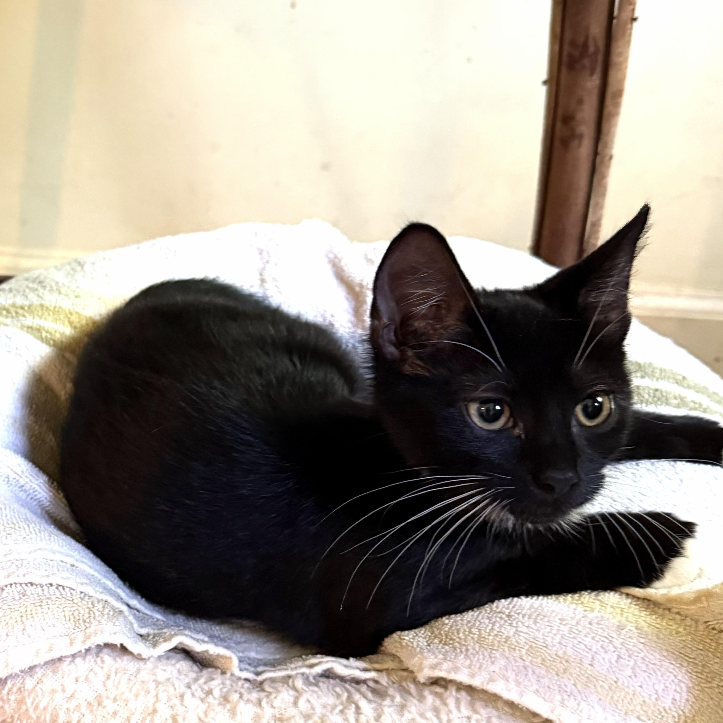 Enlarge Paula, a Adoptable Domestic Short Hair in West Orange, NJ image 4/4