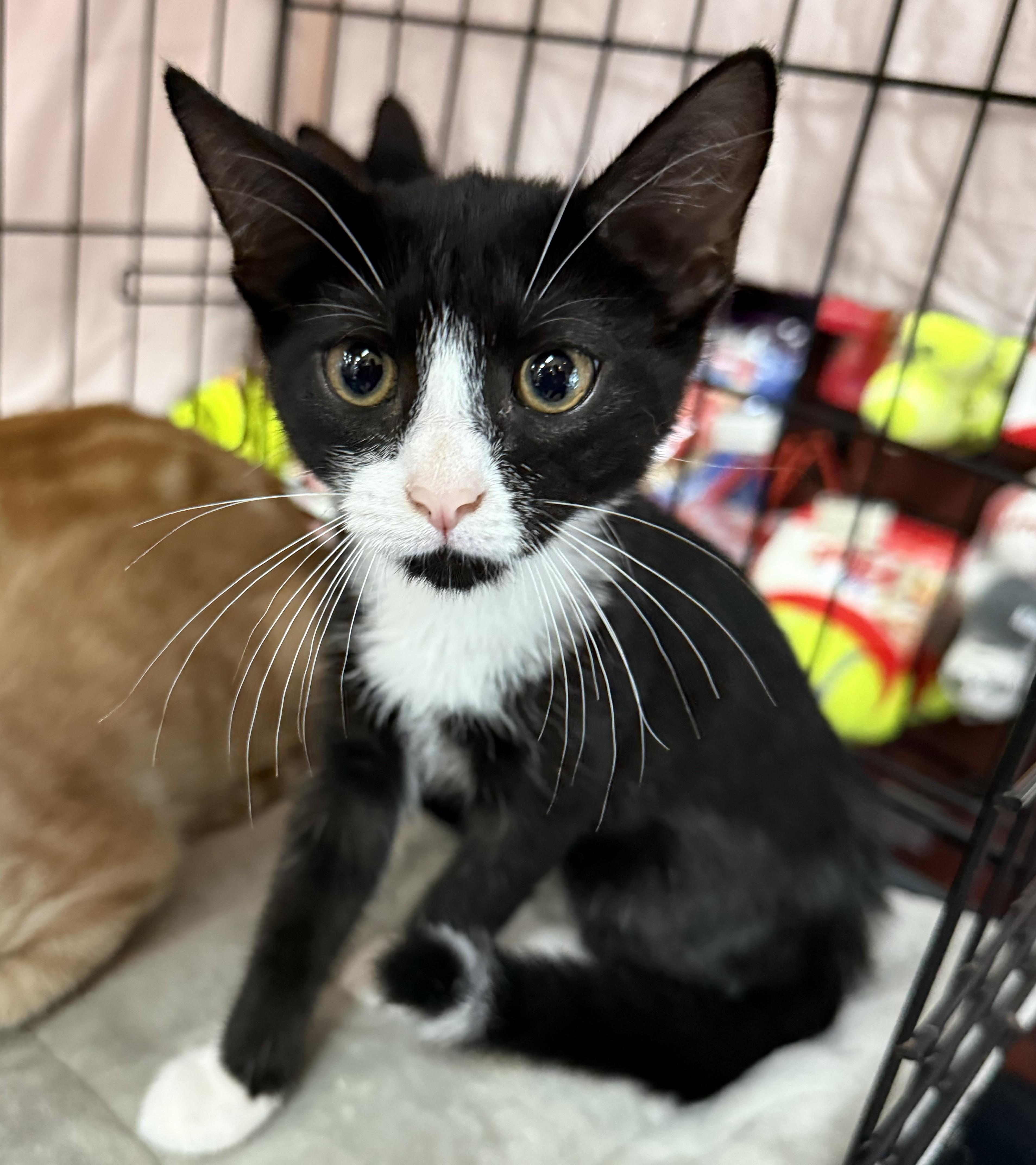 Paula and Pietra, a ADOPTABLE Domestic Short Hair in West Orange, NJ image 3/4