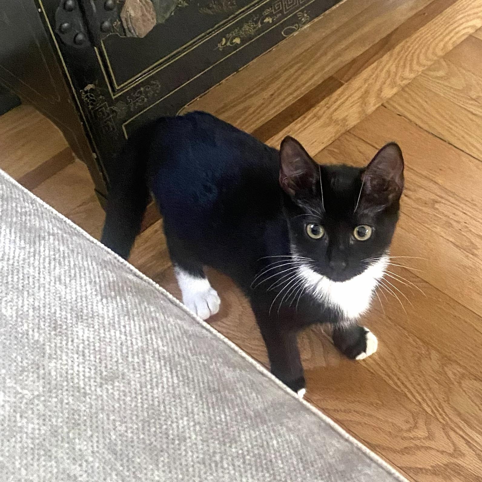 Paula, Adoptable, Young Female Domestic Short Hair.