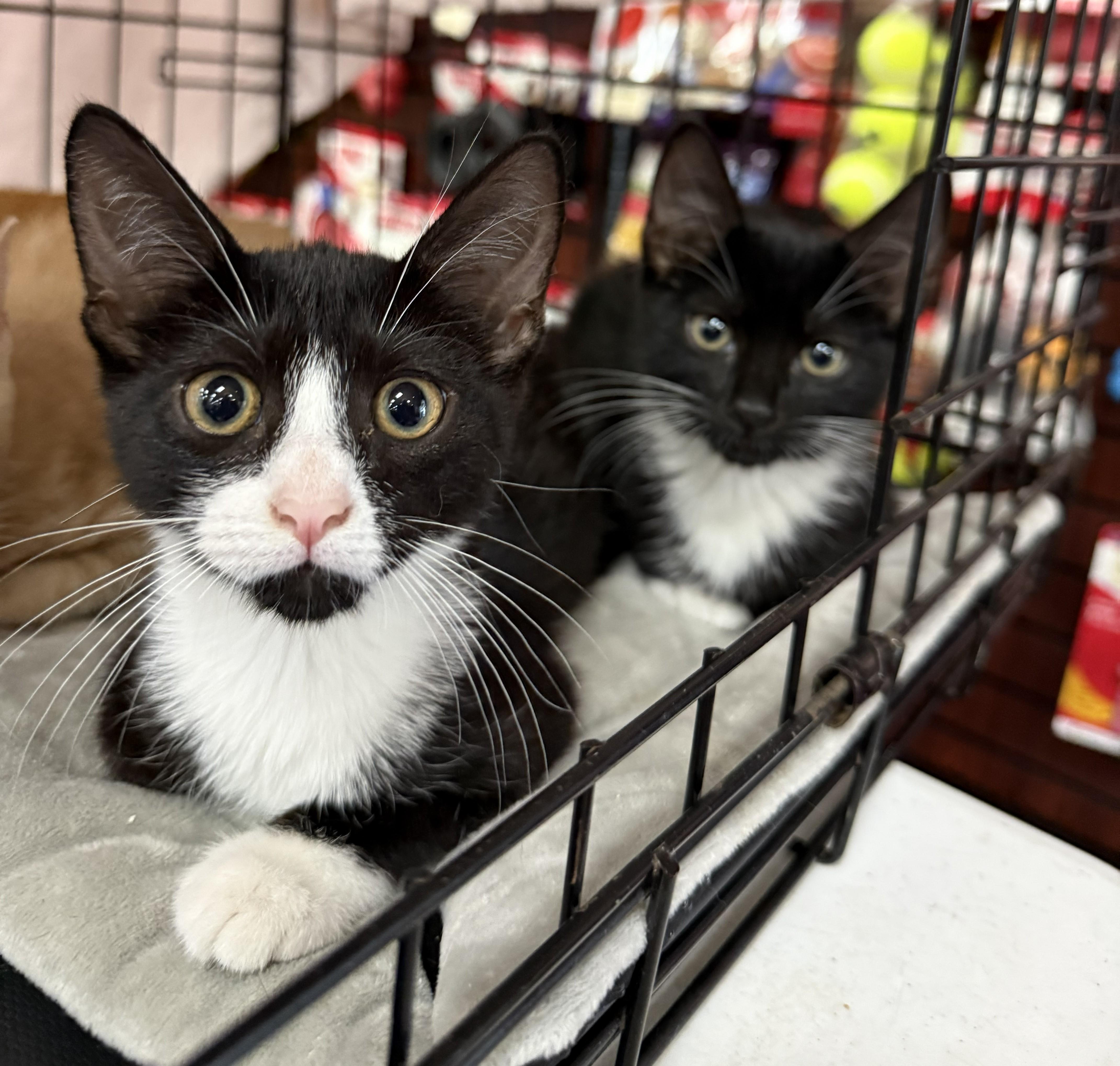 Paula and Pietra, ADOPTABLE, Kitten Female Domestic Short Hair.