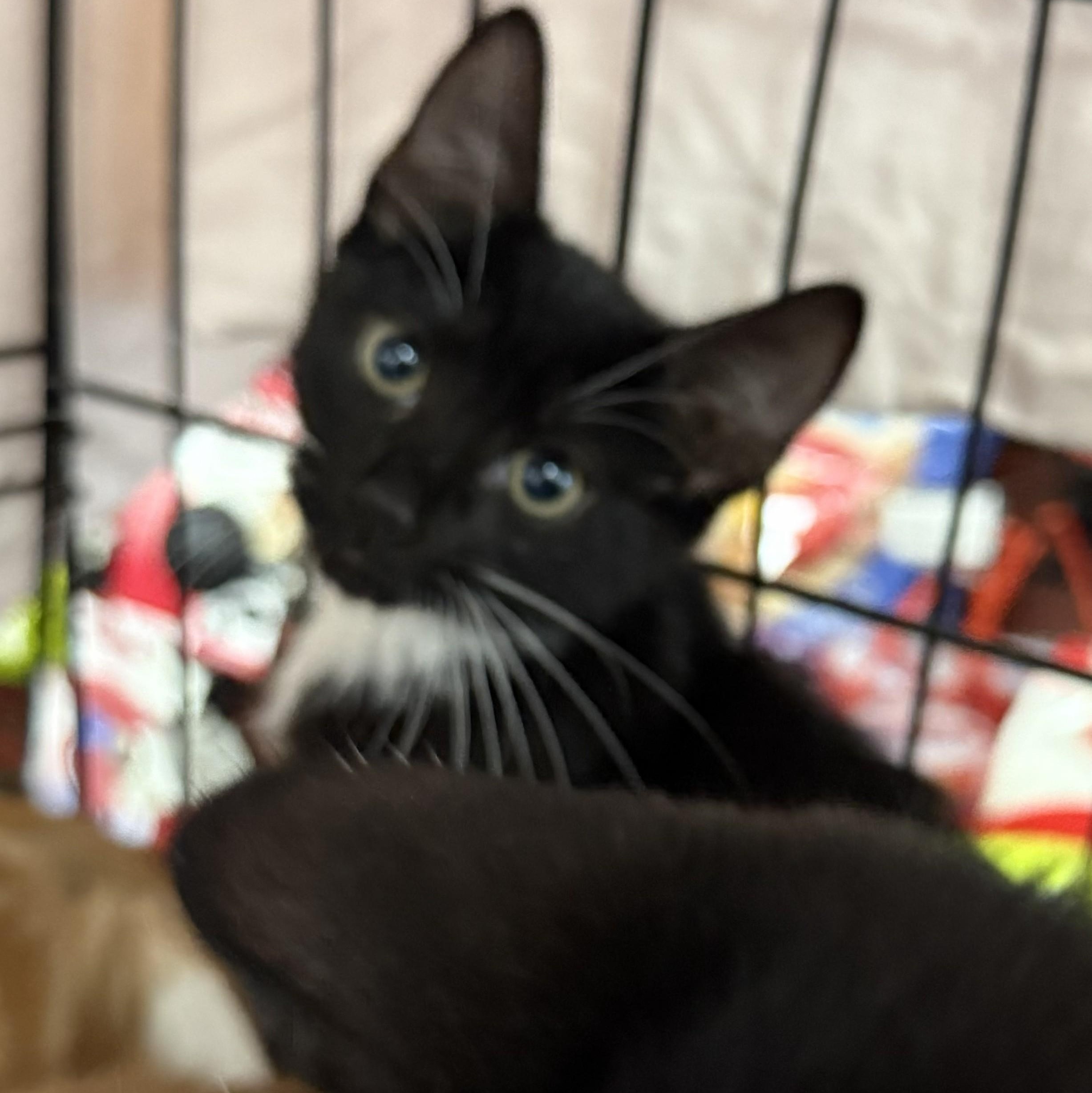 Paula and Pietra, a ADOPTABLE Domestic Short Hair in West Orange, NJ image 4/4