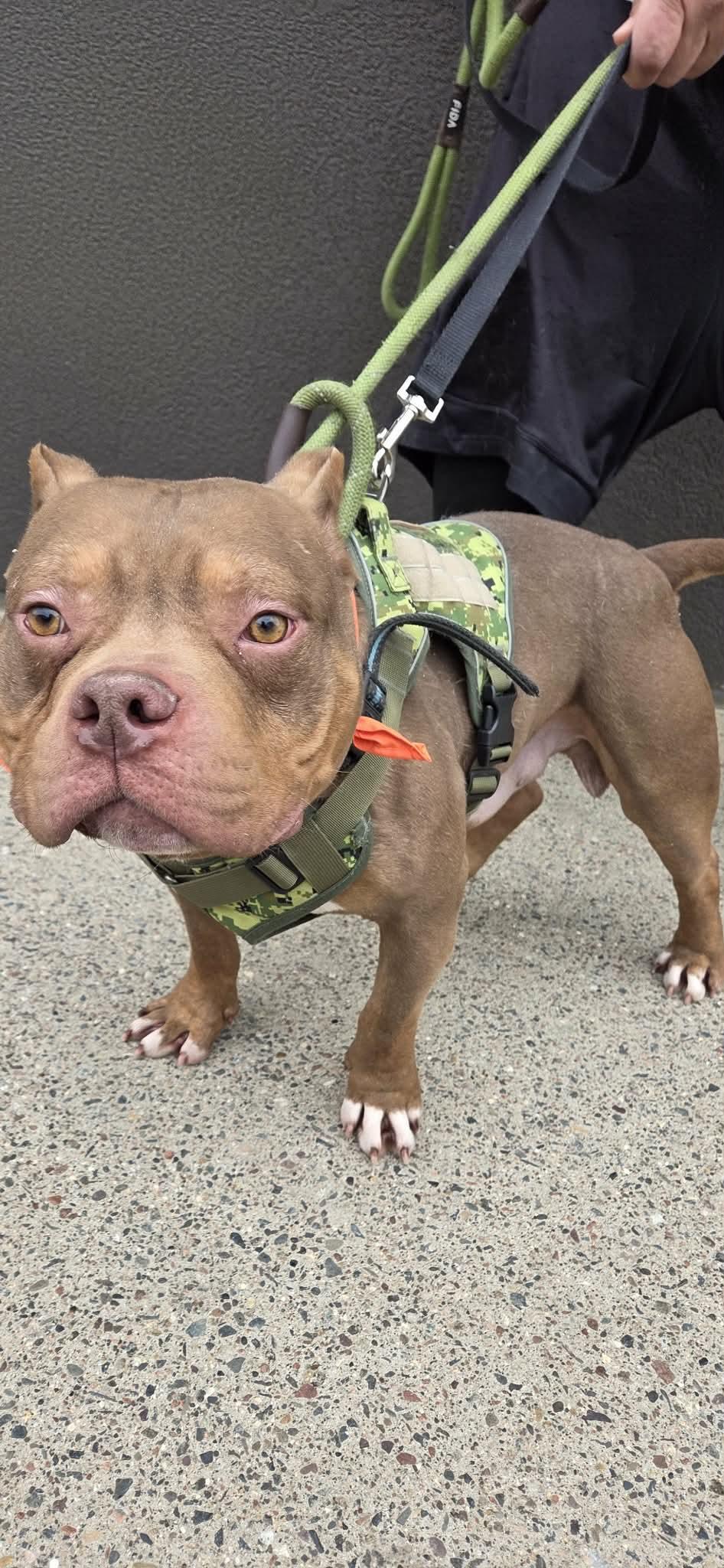 Enlarge PB Truffle, a ADOPTABLE American Bully in Minneapolis, MN image 2/6