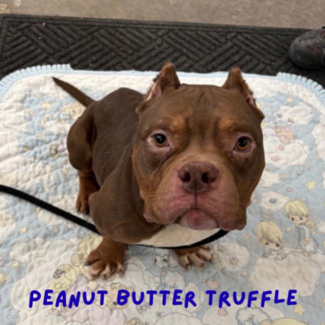 Enlarge PB Truffle, a ADOPTABLE American Bully in Minneapolis, MN image 6/6