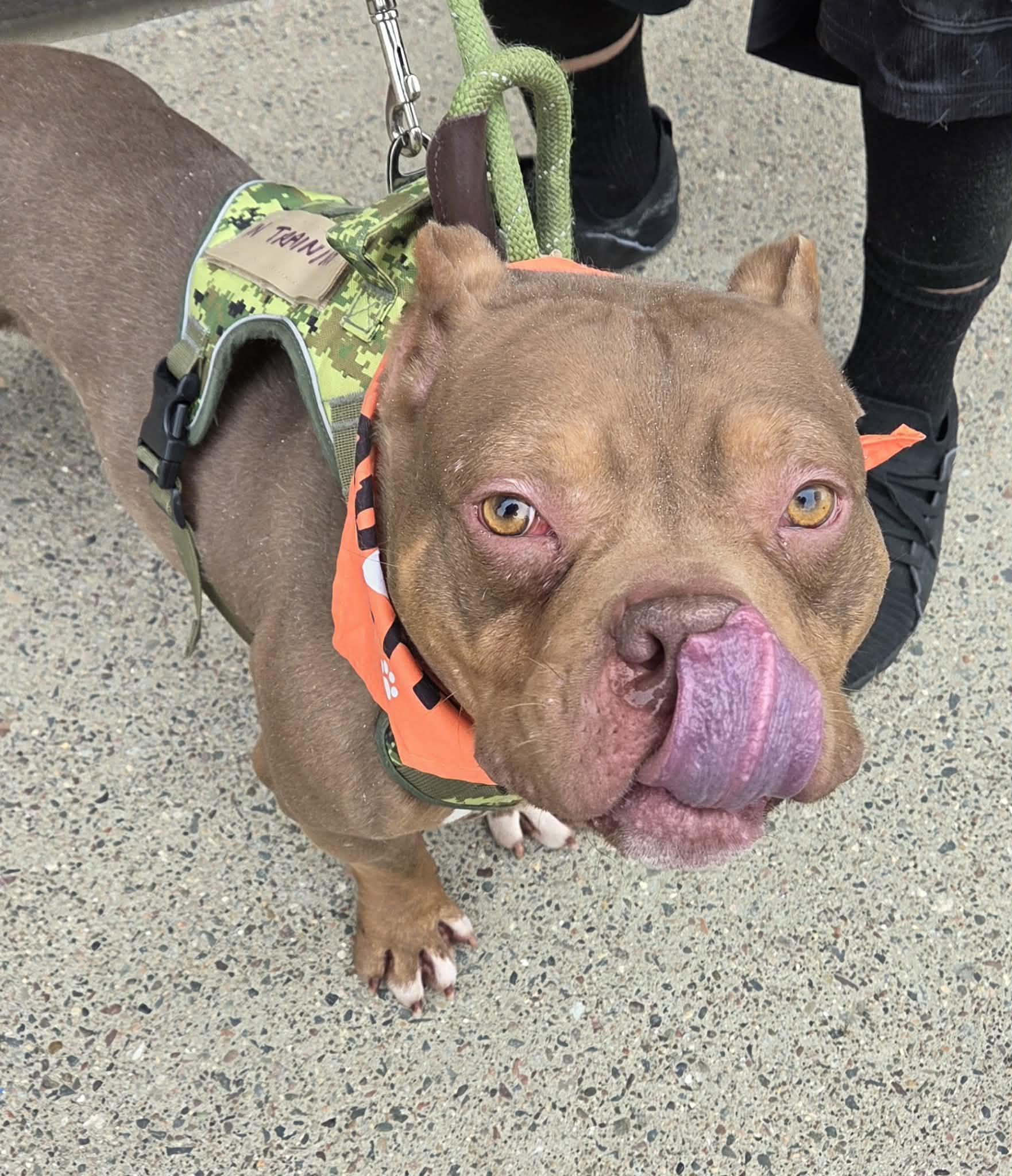 PB Truffle, ADOPTABLE, Adult Male American Bully.