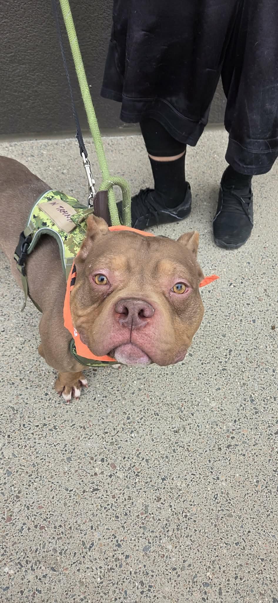Enlarge PB Truffle, a ADOPTABLE American Bully in Minneapolis, MN image 4/6