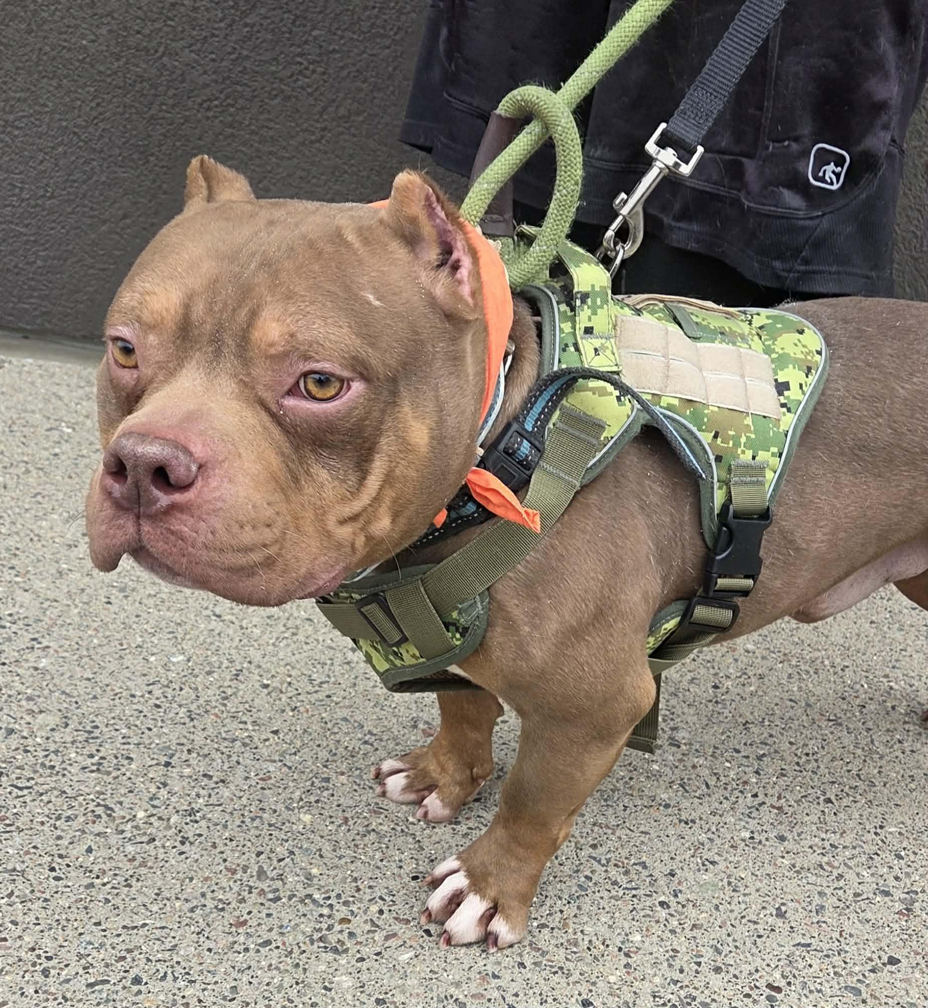 Enlarge PB Truffle, a ADOPTABLE American Bully in Minneapolis, MN image 3/6