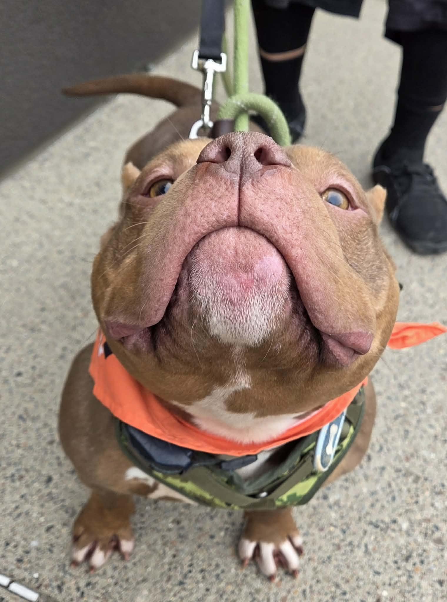 Enlarge PB Truffle, a ADOPTABLE American Bully in Minneapolis, MN image 5/6