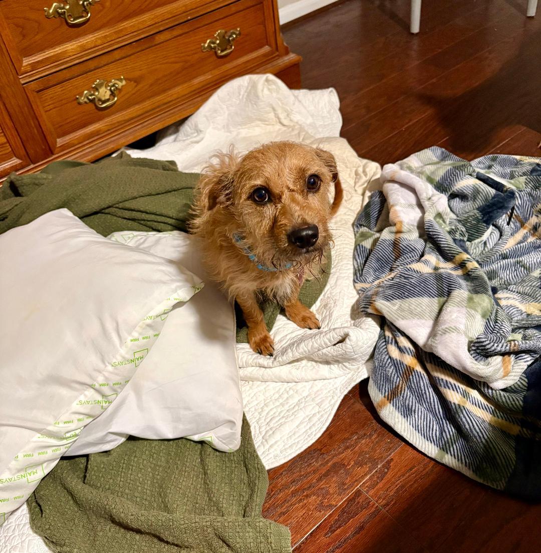 Enlarge Teddy, a ADOPTABLE mixed breed in Littleton, CO image 2/2