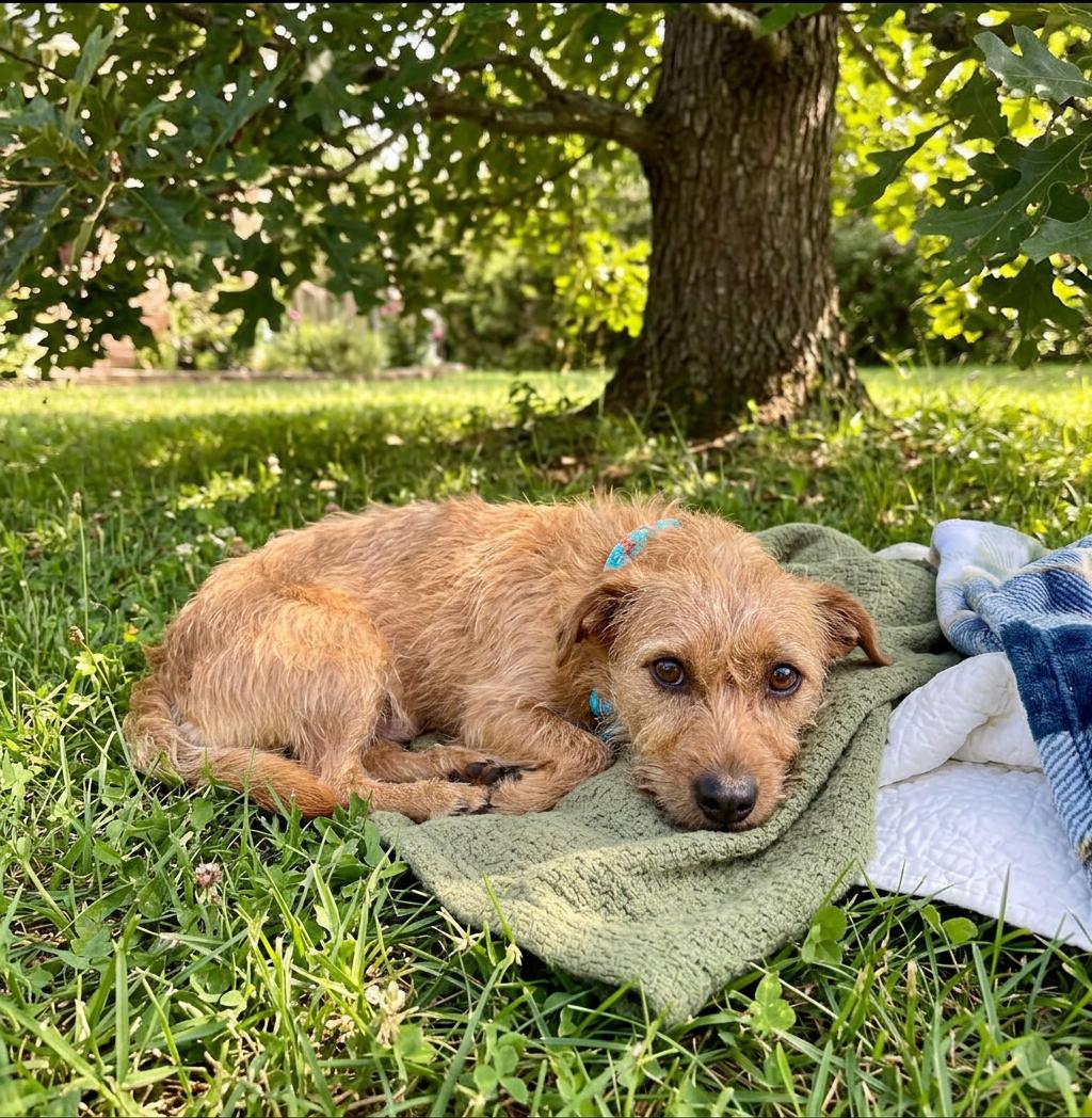 Enlarge Teddy, a ADOPTABLE mixed breed in Littleton, CO image 1/2