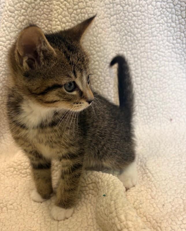 Coco, Adoptable, Young Male Domestic Short Hair.