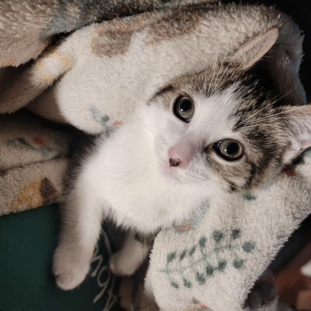 Squints, ADOPTABLE, Kitten Male Domestic Short Hair.