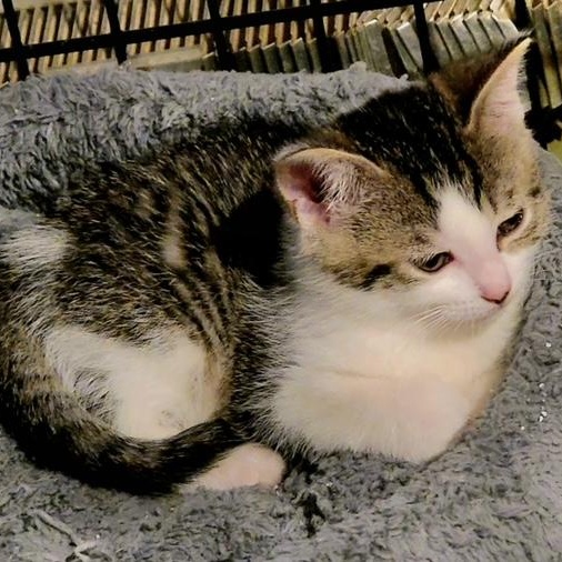 Squints, a ADOPTABLE Domestic Short Hair in Hudsonville, MI image 4/6