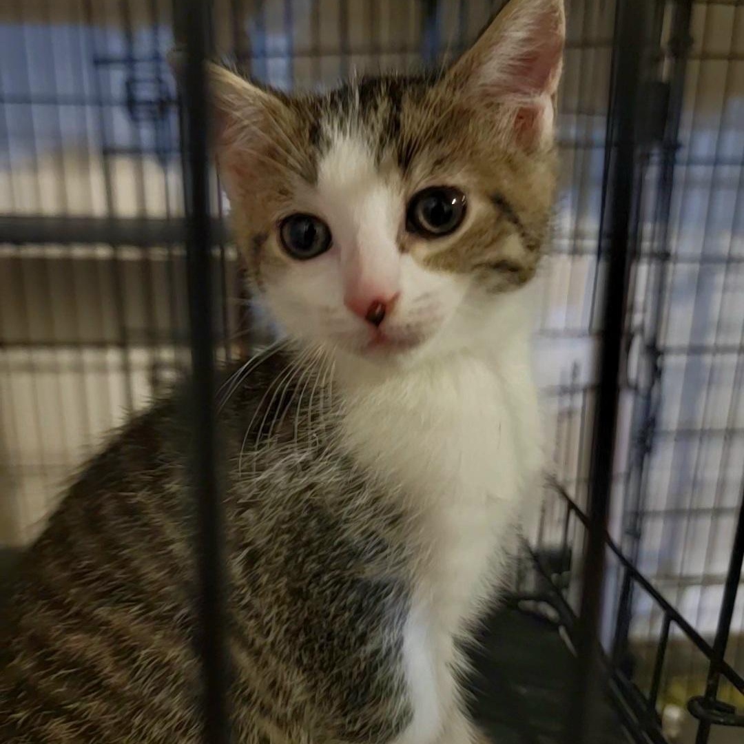 Squints, a ADOPTABLE Domestic Short Hair in Hudsonville, MI image 3/6