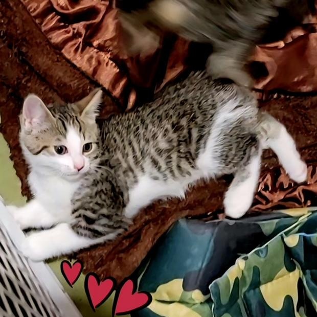 Squints, a ADOPTABLE Domestic Short Hair in Hudsonville, MI image 5/6