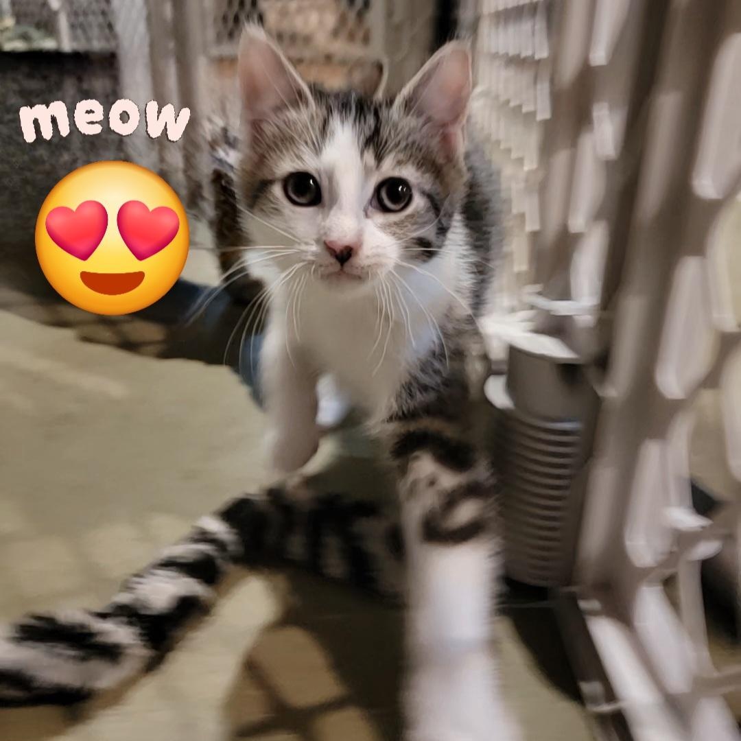 Squints, a ADOPTABLE Domestic Short Hair in Hudsonville, MI image 2/6