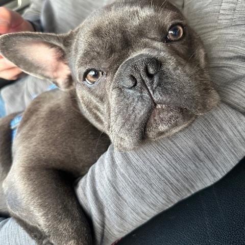 Enlarge Miko (female) & Beni (male), a ADOPTABLE French Bulldog in Lyndhurst, NJ image 5/5