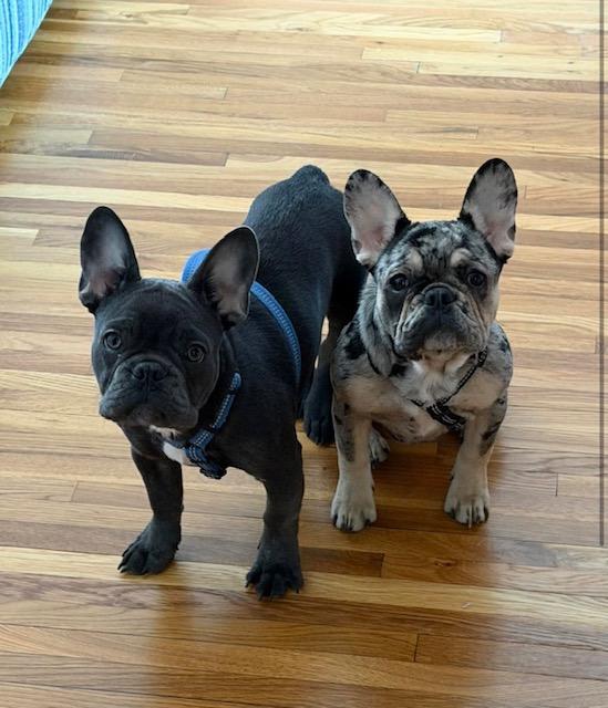 Miko (female) & Beni (male), ADOPTABLE, Puppy Female French Bulldog.