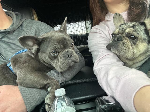 Enlarge Miko (female) & Beni (male), a ADOPTABLE French Bulldog in Lyndhurst, NJ image 4/5