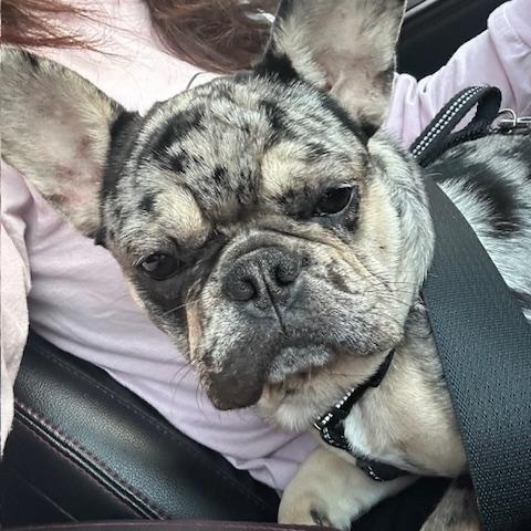 Enlarge Miko (female) & Beni (male), a ADOPTABLE French Bulldog in Lyndhurst, NJ image 2/5