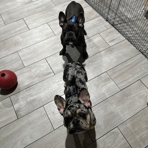 Enlarge Miko (female) & Beni (male), a ADOPTABLE French Bulldog in Lyndhurst, NJ image 3/5
