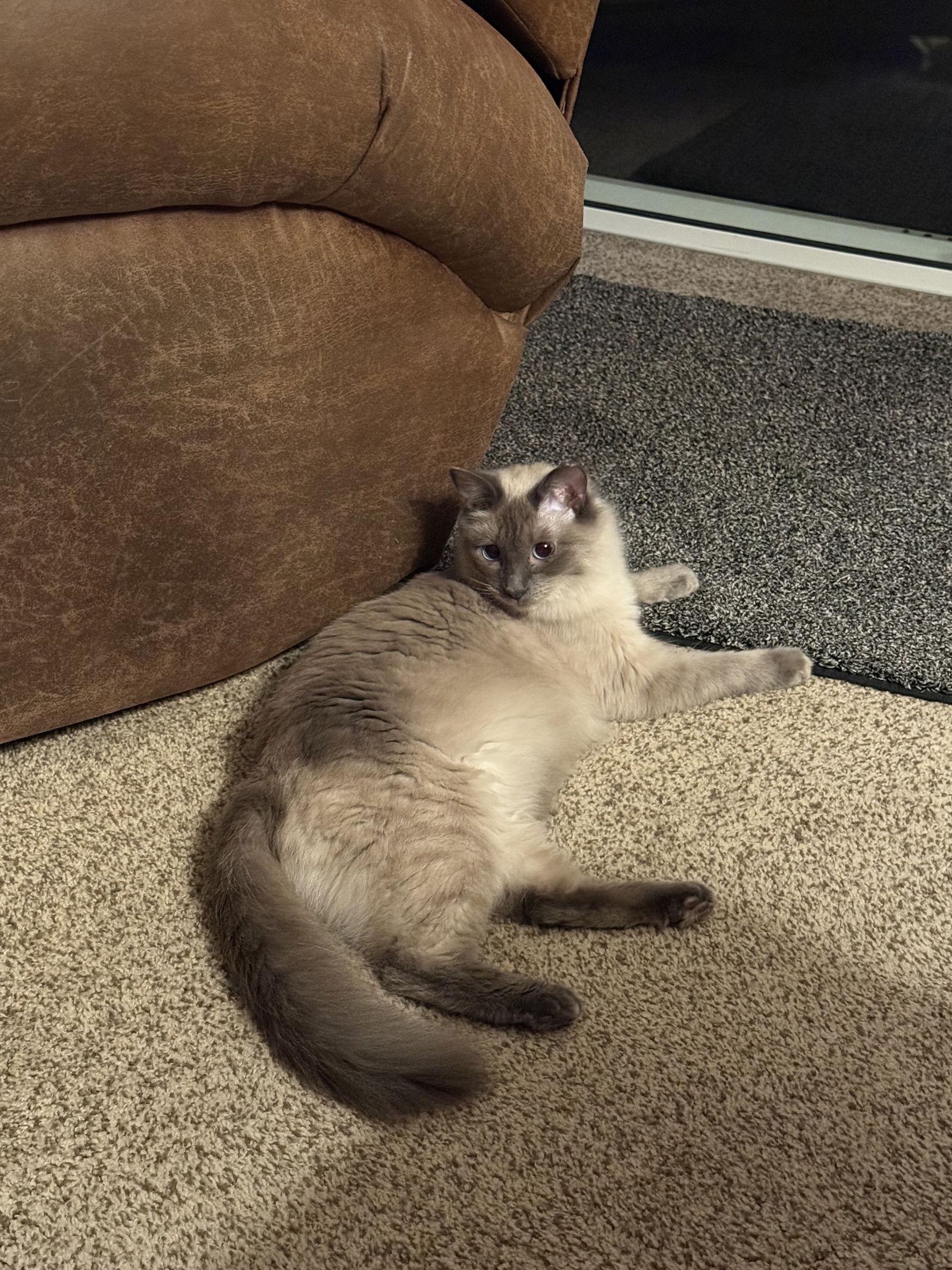 Taffy ( BB), Adoptable, Young Female Siamese & Birman.