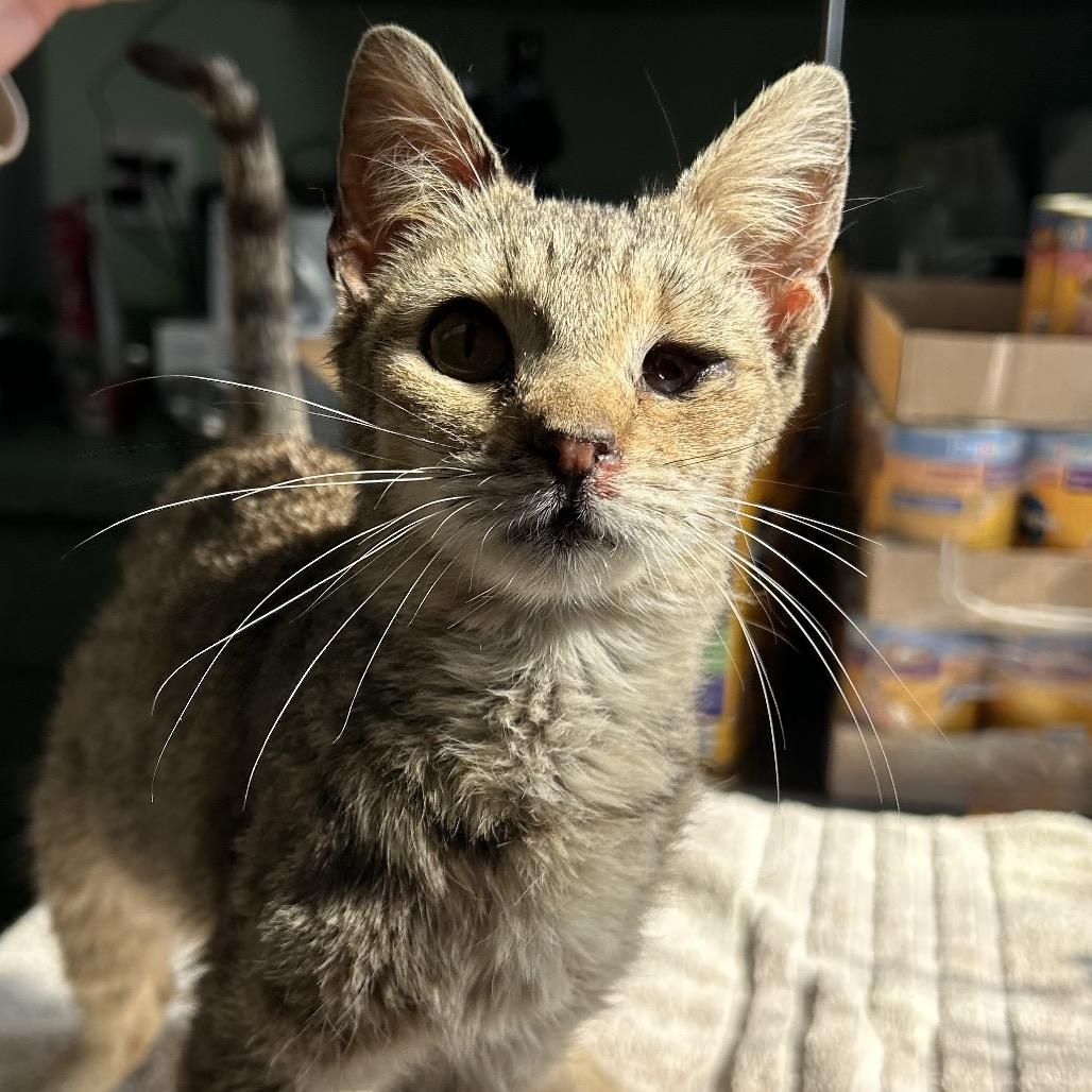 Enlarge Stormi, a Adoptable Domestic Short Hair in West Point, MS image 2/3