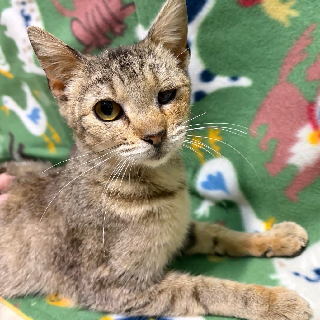 Enlarge Stormi, a Adoptable Domestic Short Hair in West Point, MS image 3/3