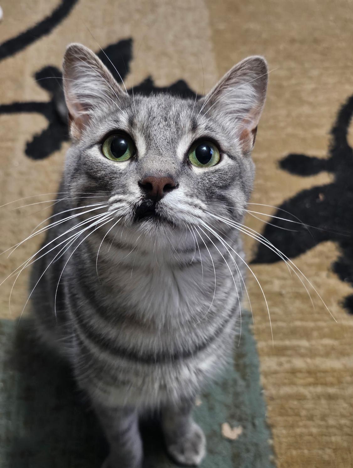 Enlarge Butch, a Adoptable Tabby in Warwick, RI image 5/6