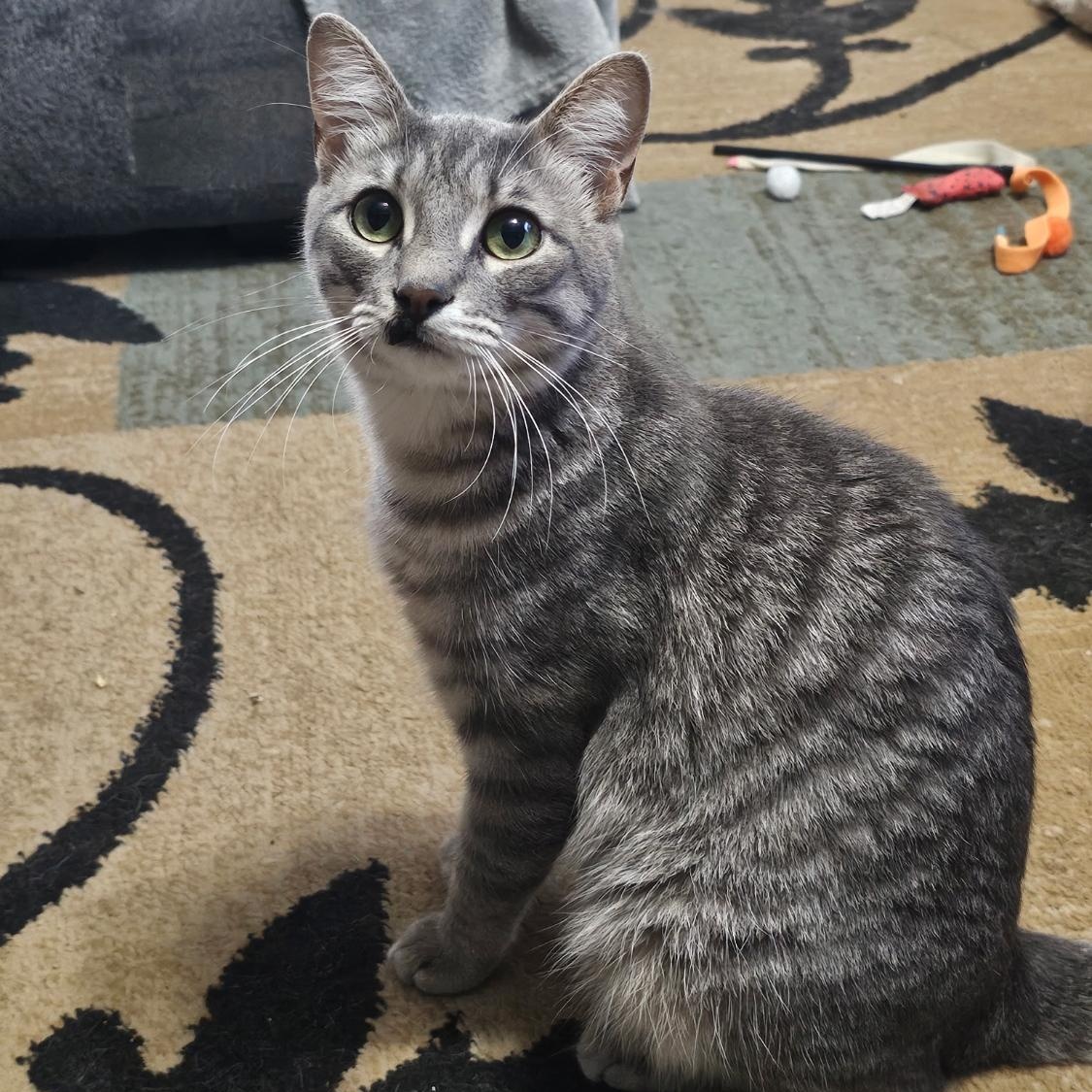 Enlarge Butch, a Adoptable Tabby in Warwick, RI image 4/6