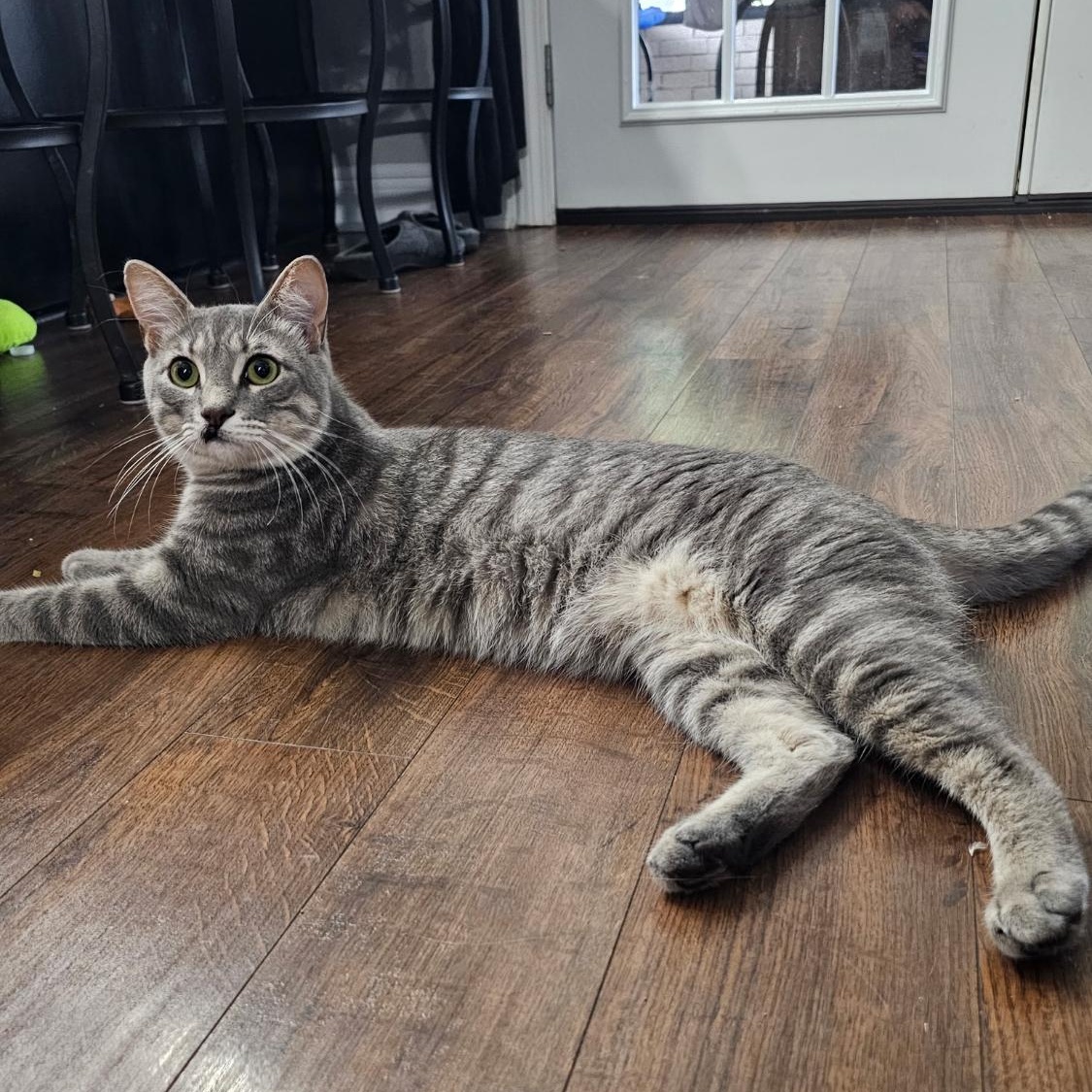 Butch, Adoptable, Young Male Tabby.