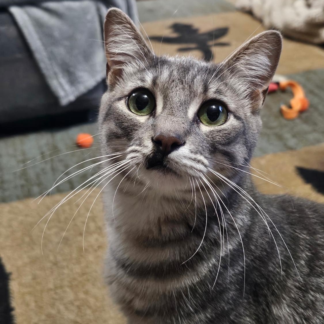 Enlarge Butch, a Adoptable Tabby in Warwick, RI image 2/6