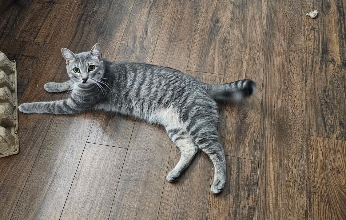 Enlarge Butch, a Adoptable Tabby in Warwick, RI image 6/6