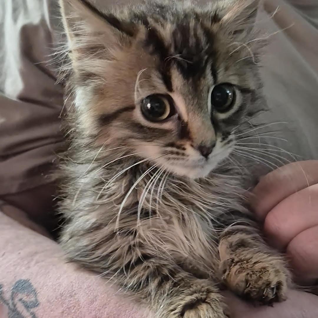 Enlarge Forest, an adopted Domestic Medium Hair in Orrville, OH image 3/4