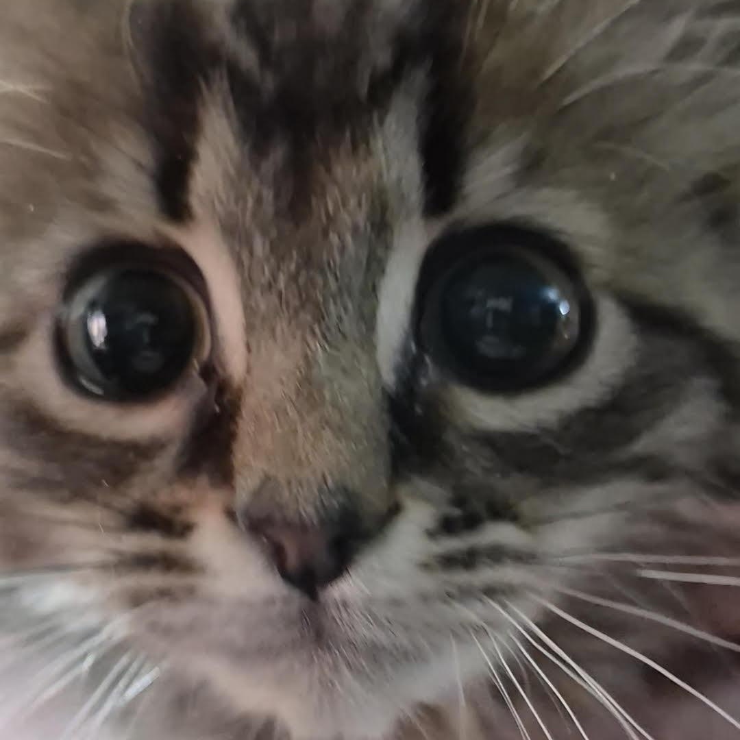 Enlarge Forest, an adopted Domestic Medium Hair in Orrville, OH image 2/4