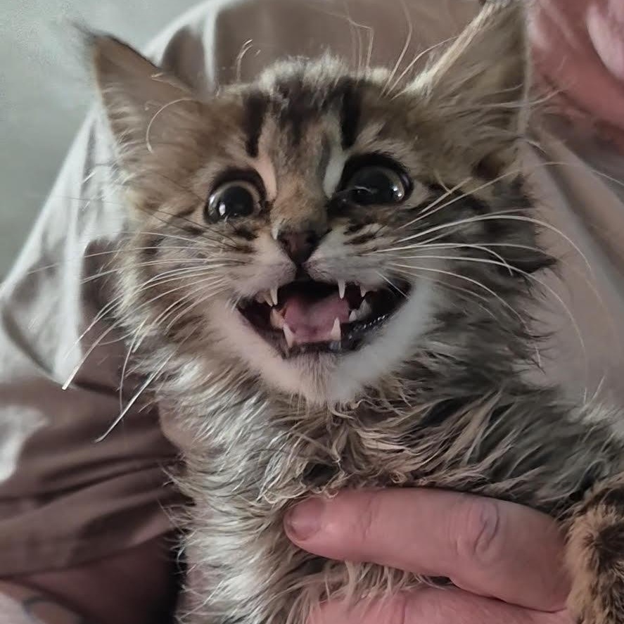 Forest, adopted, Kitten Male Domestic Medium Hair.