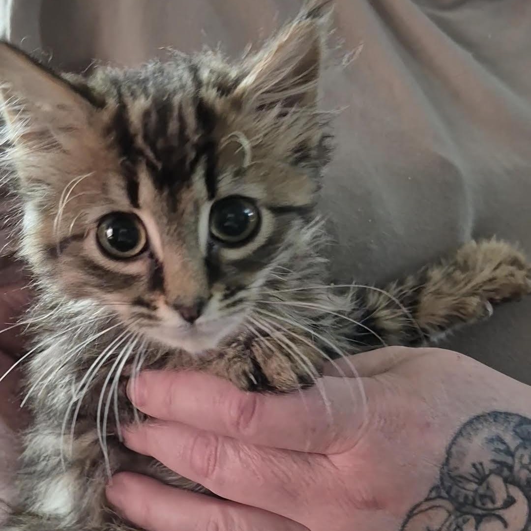 Enlarge Forest, an adopted Domestic Medium Hair in Orrville, OH image 4/4