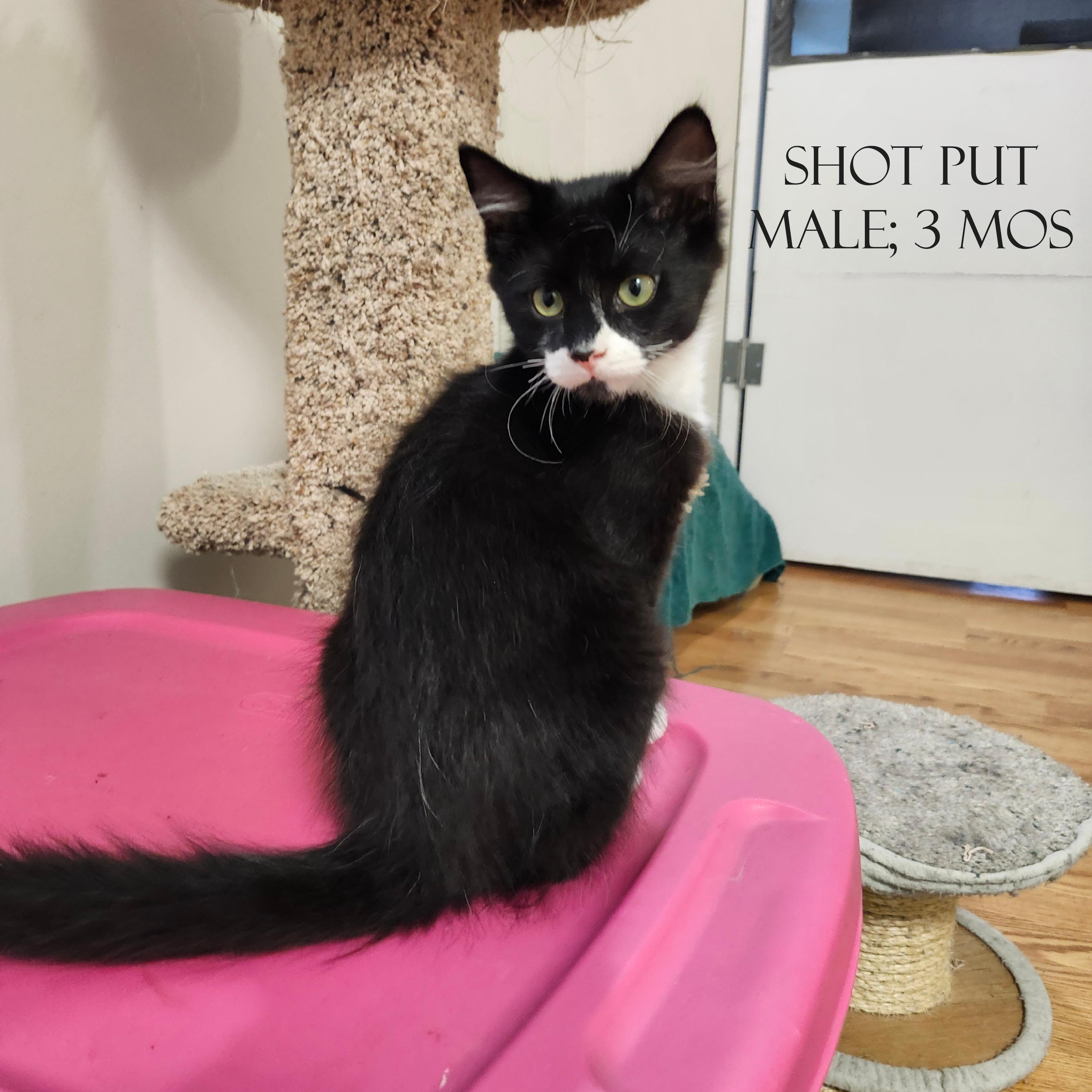 Shot Put, a Adopted mixed breed in Karns City, PA image 3/3