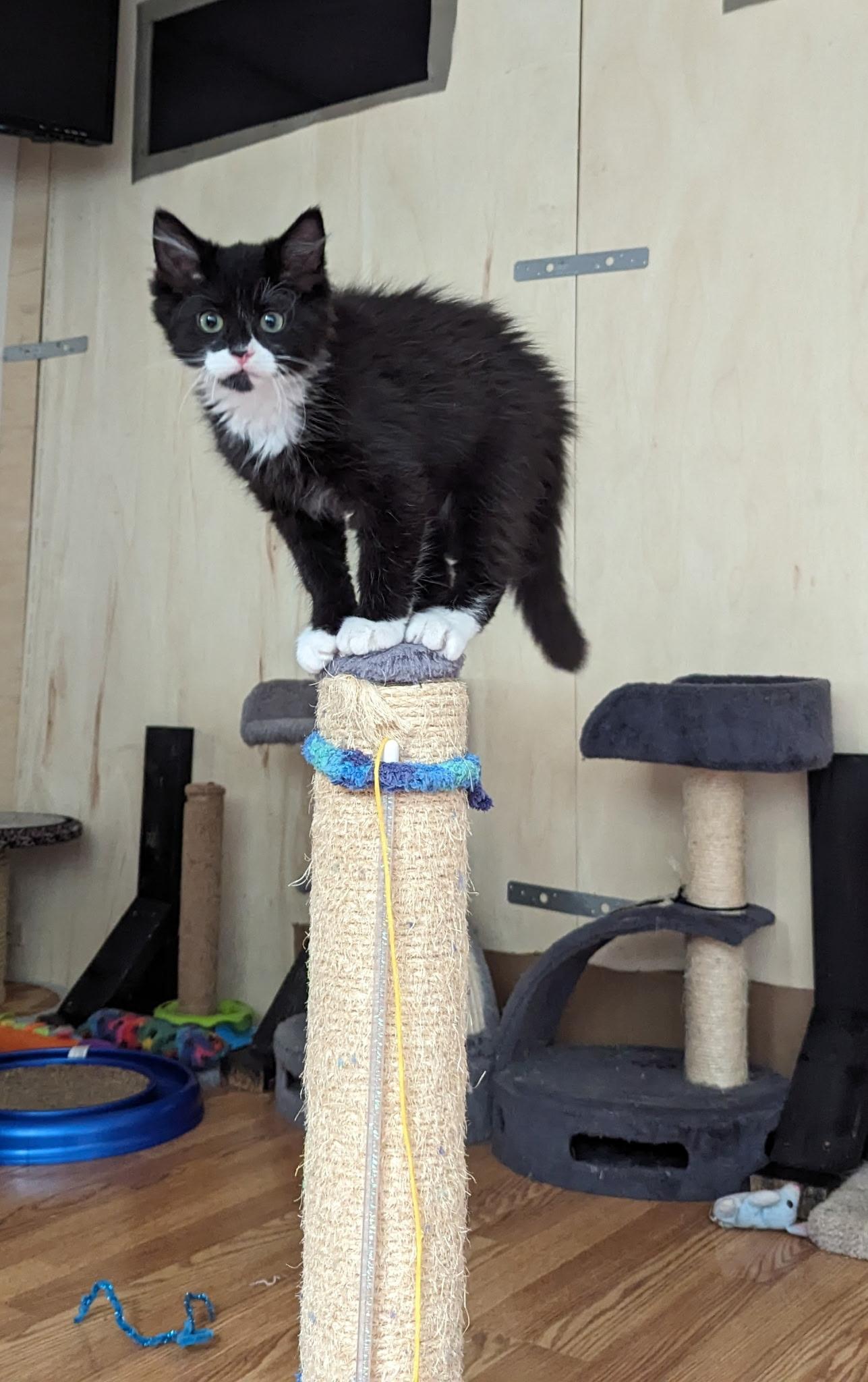 Shot Put, Adopted, Young Male Domestic Short Hair.