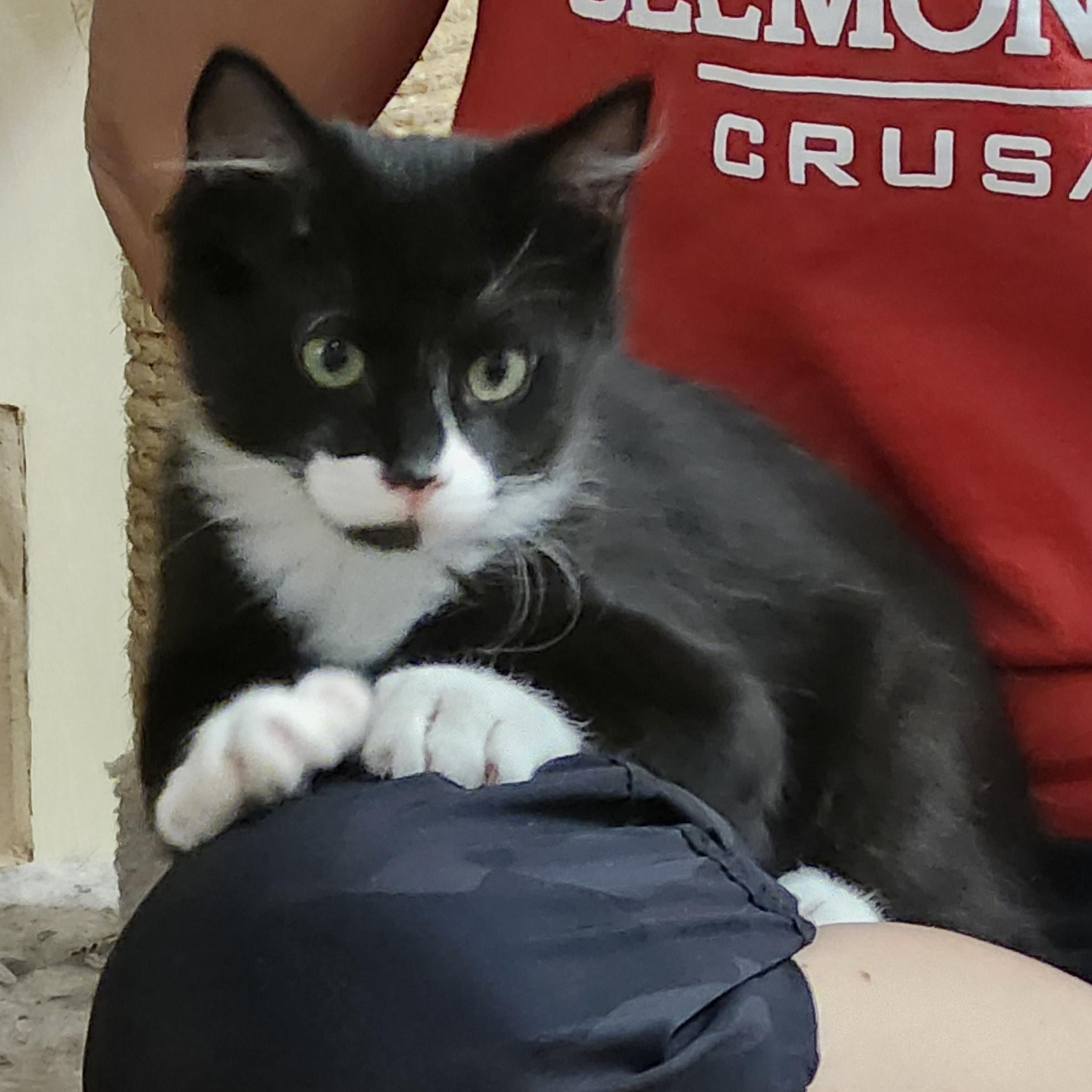 Shot Put, a Adopted mixed breed in Karns City, PA image 2/3