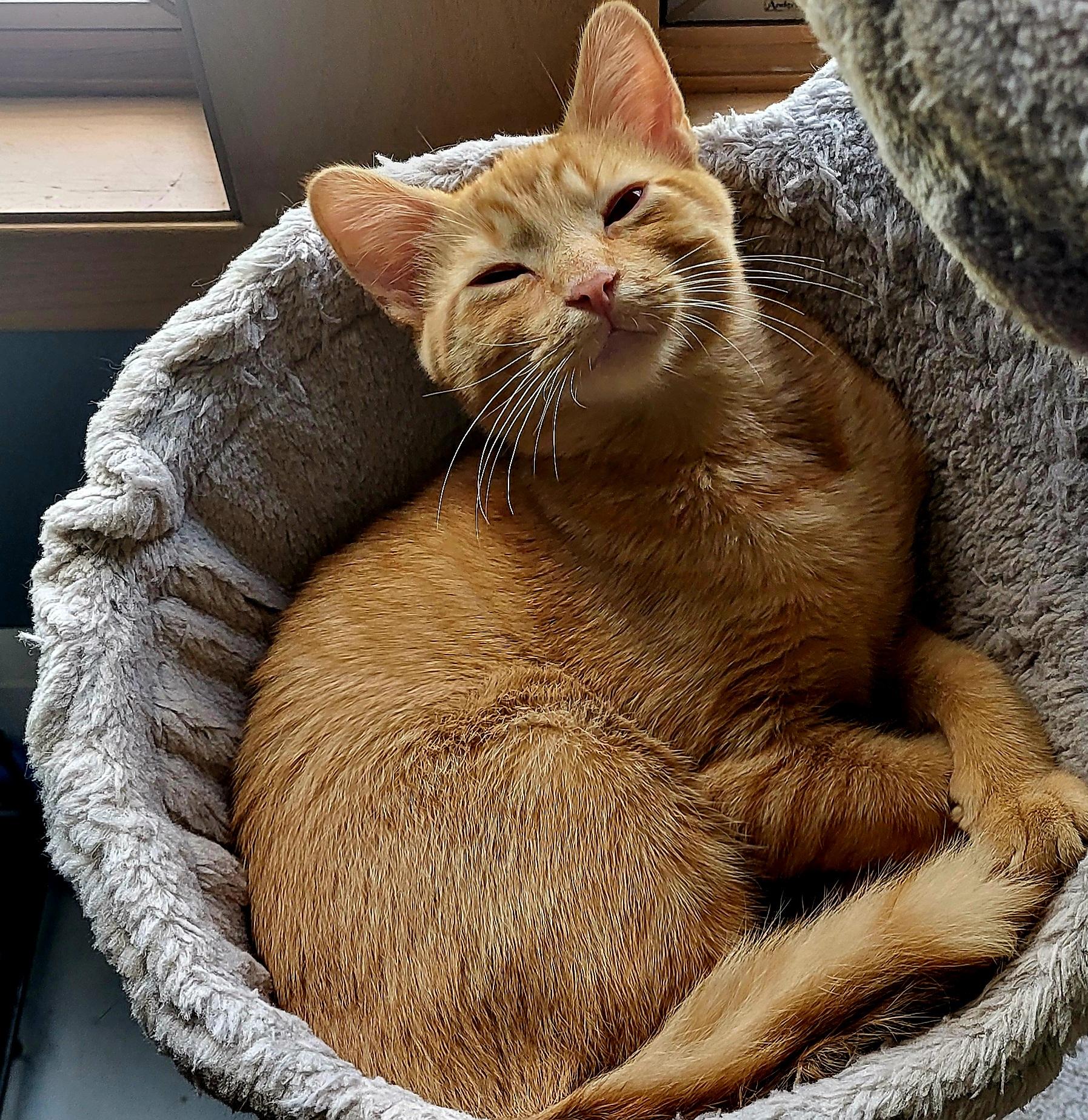 Enlarge Remy, a Adopted Domestic Short Hair in Milwaukee, WI image 1/5