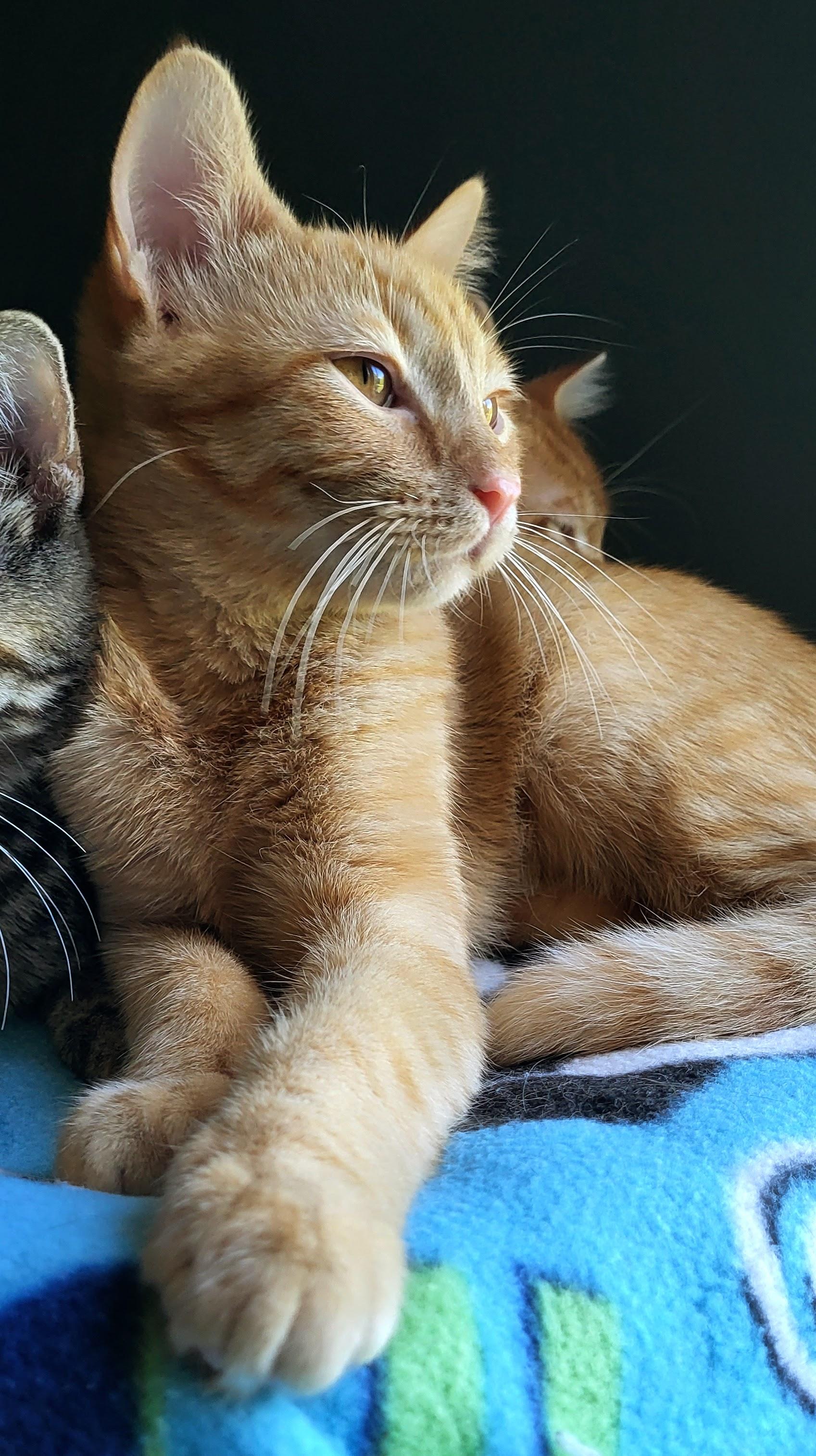 Enlarge Remy, a Adopted Domestic Short Hair in Milwaukee, WI image 3/5