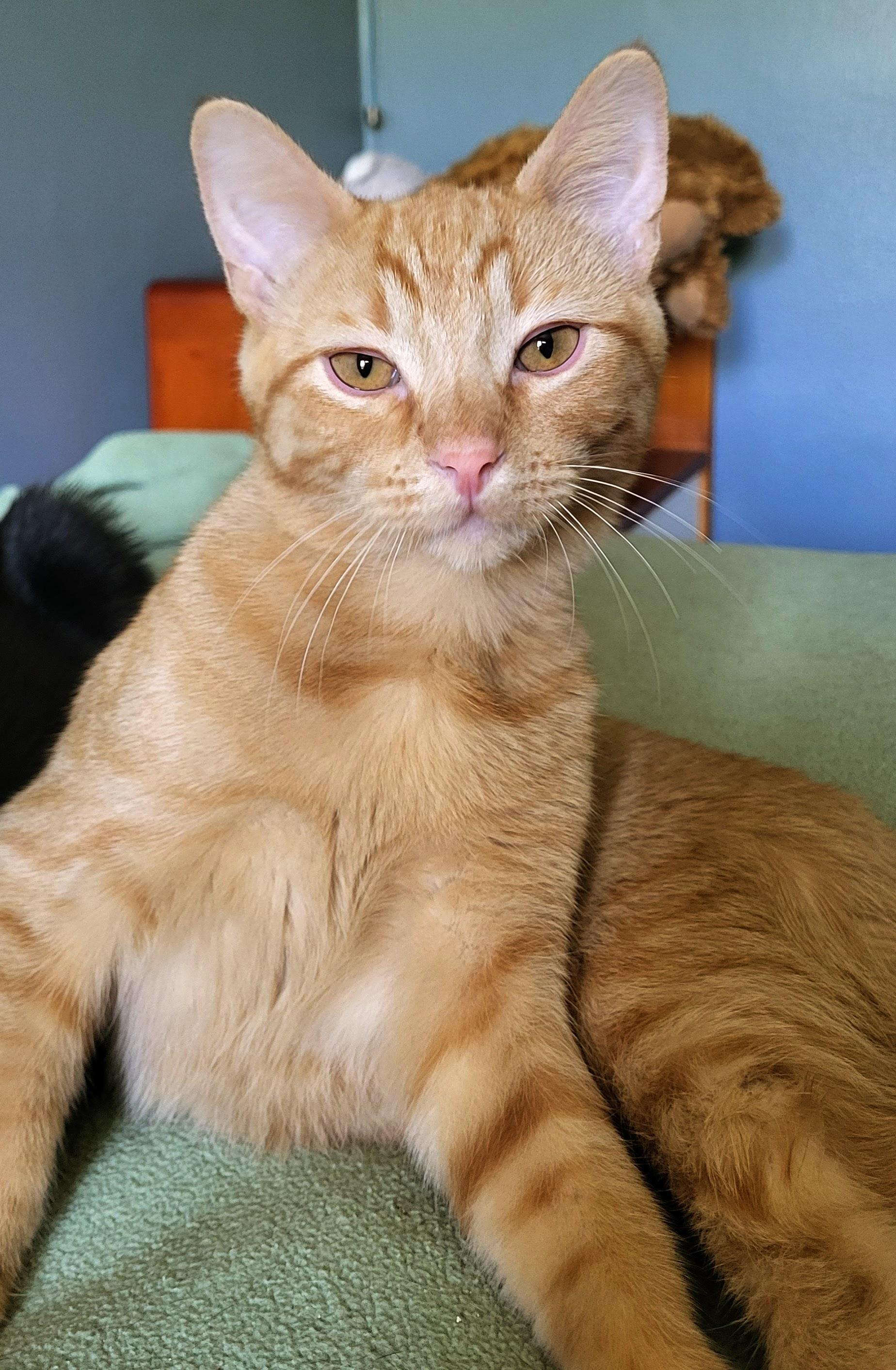 Enlarge Remy, a Adopted Domestic Short Hair in Milwaukee, WI image 5/5