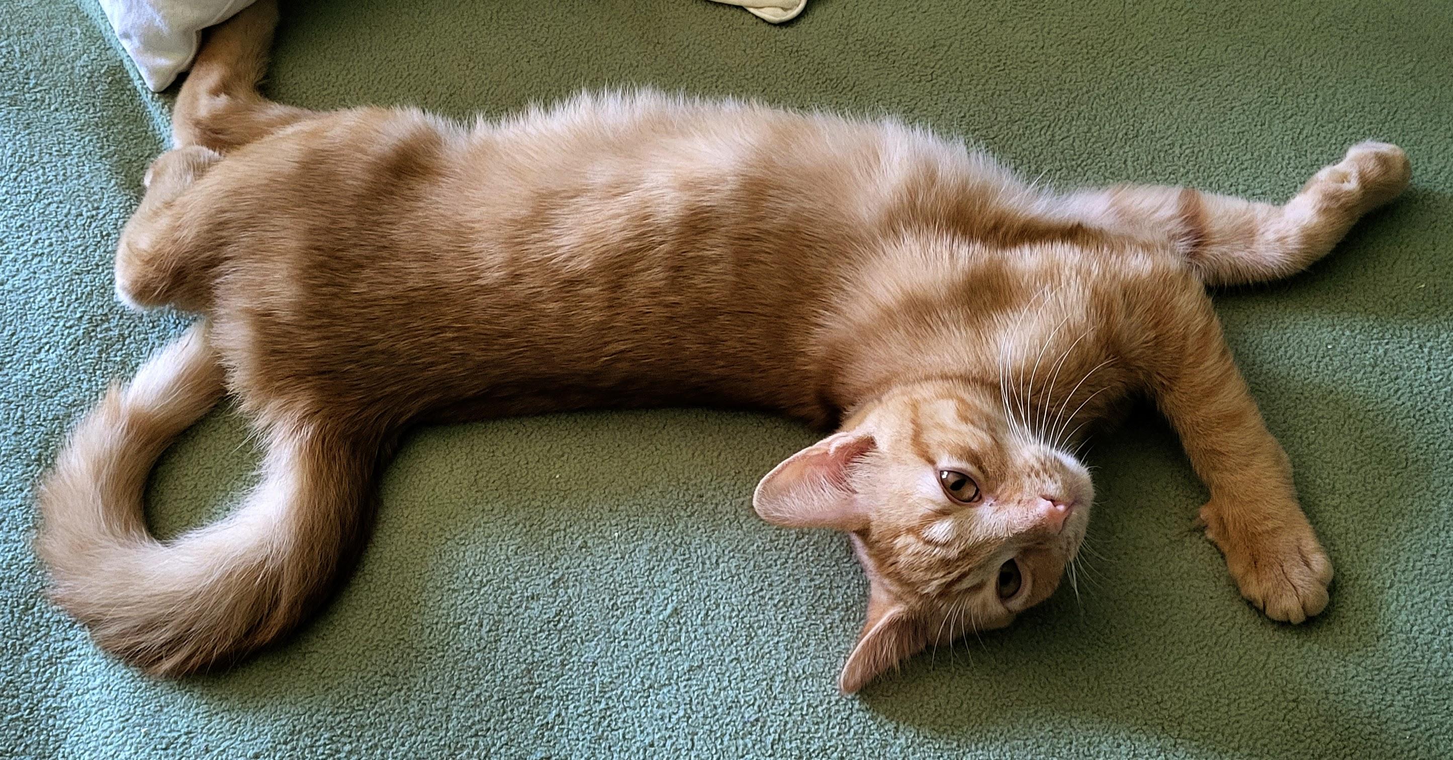 Enlarge Remy, a Adopted Domestic Short Hair in Milwaukee, WI image 2/5