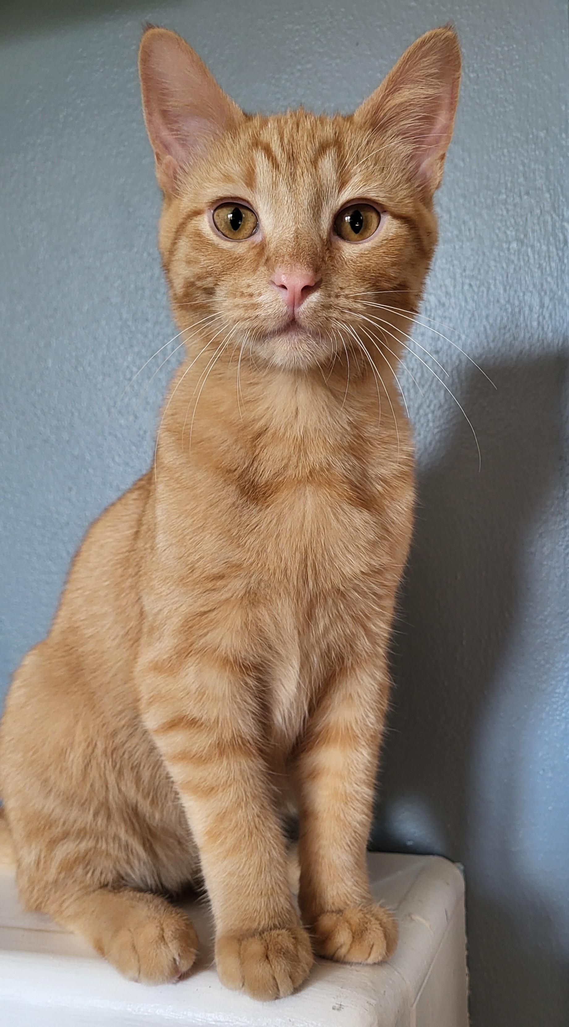Enlarge Remy, a Adopted Domestic Short Hair in Milwaukee, WI image 4/5